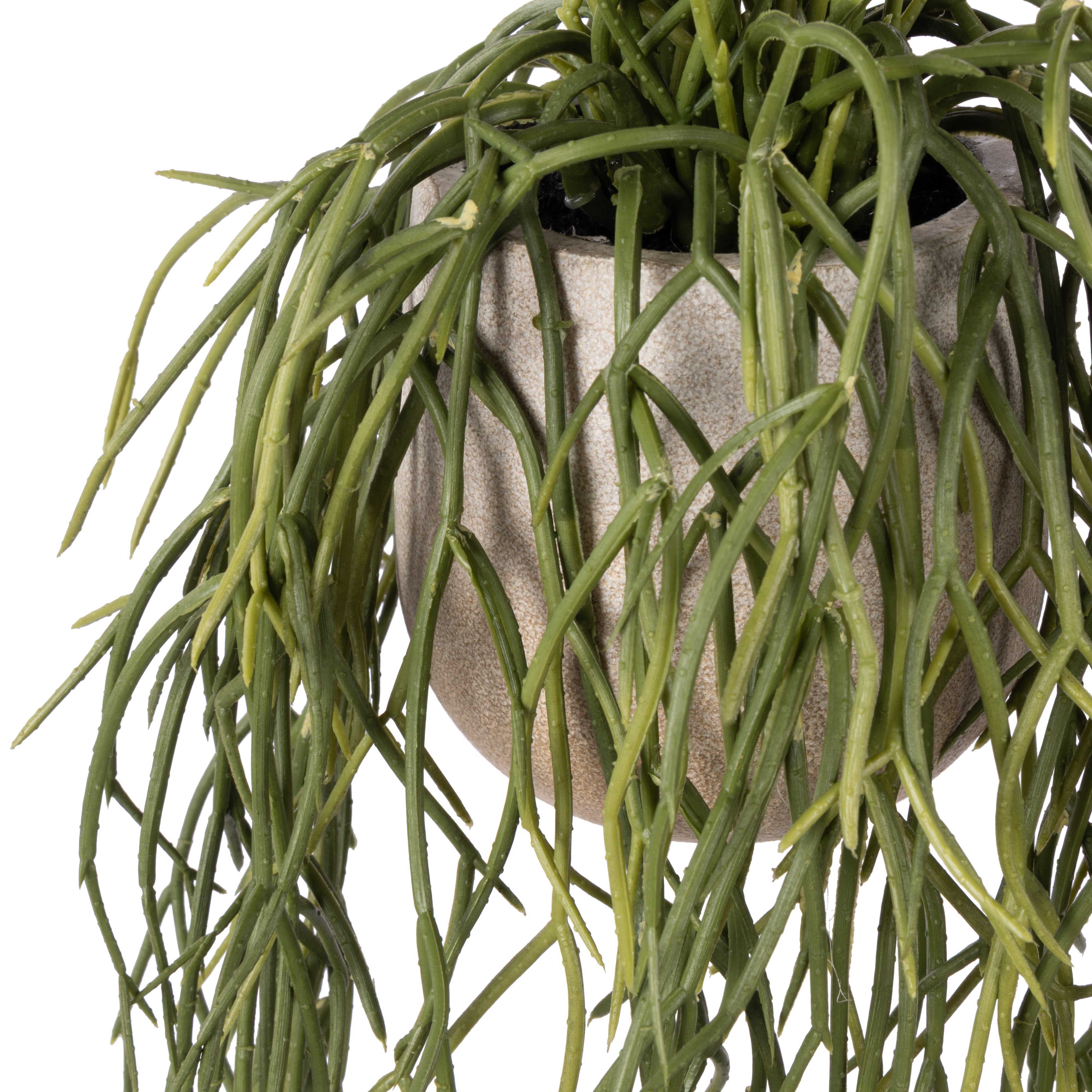 Rogue Mistletoe Cactus Pot 17cm