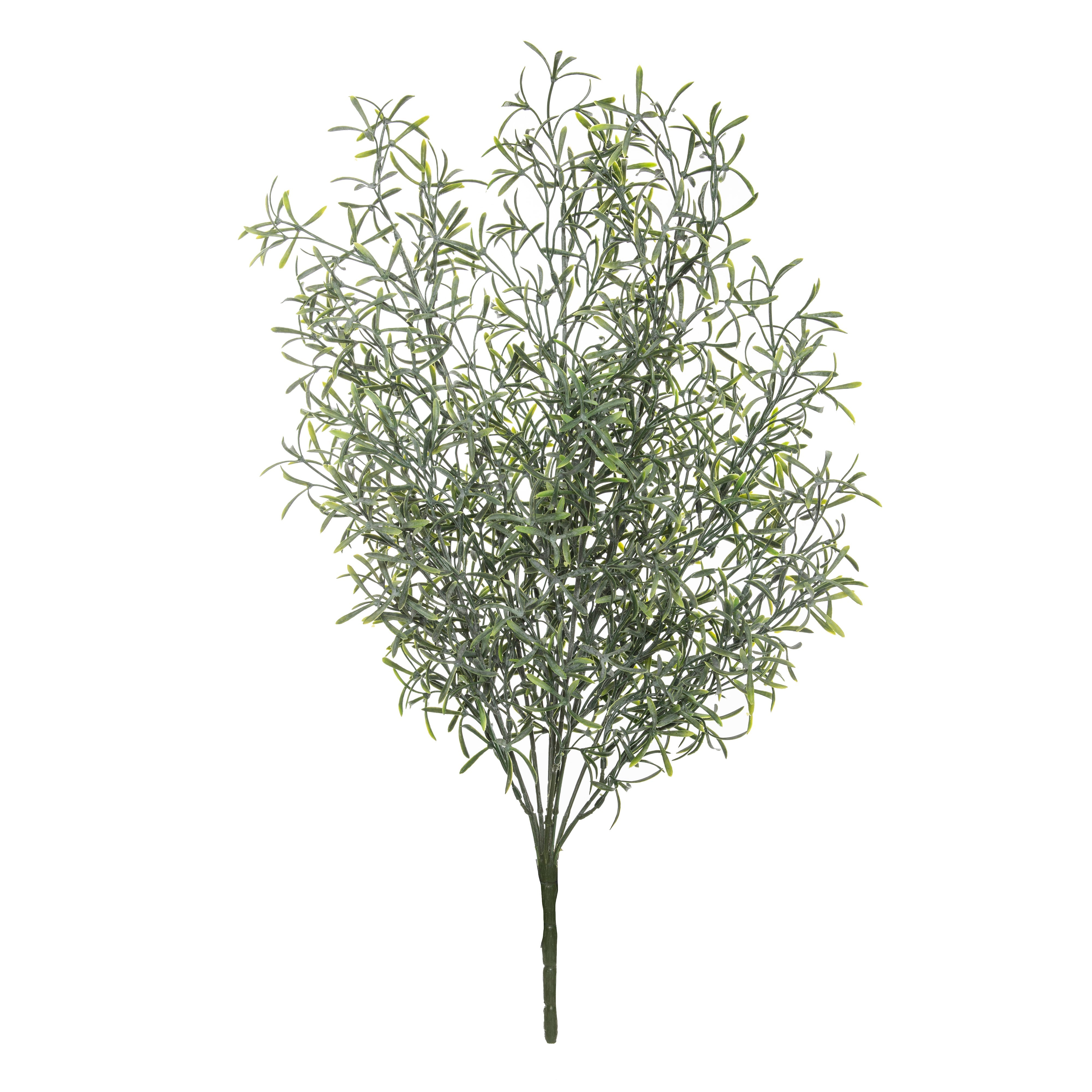 Rogue Dusty Springeri Bush
