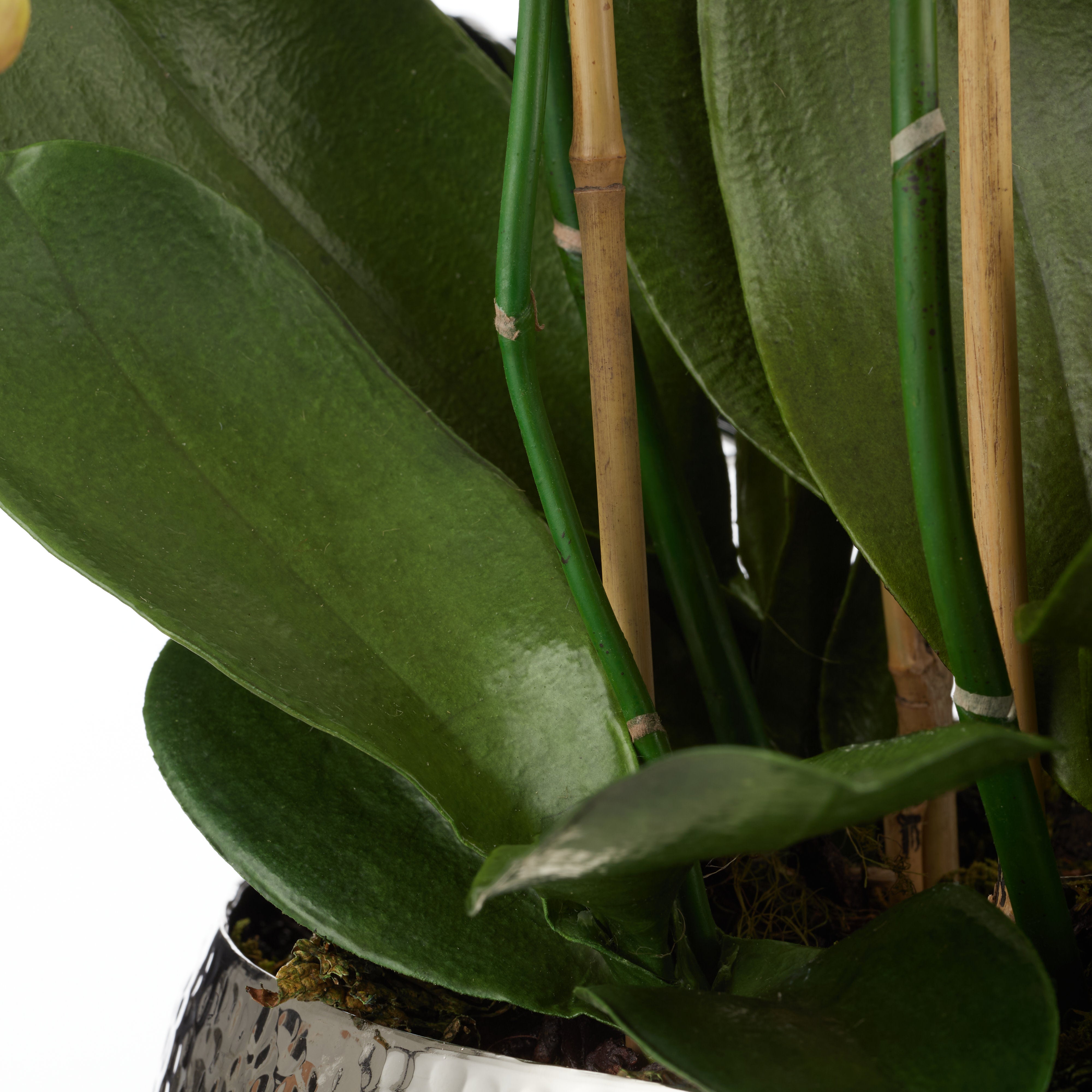 Rogue Phalaenopsis Orchid - Pali Metal Bowl