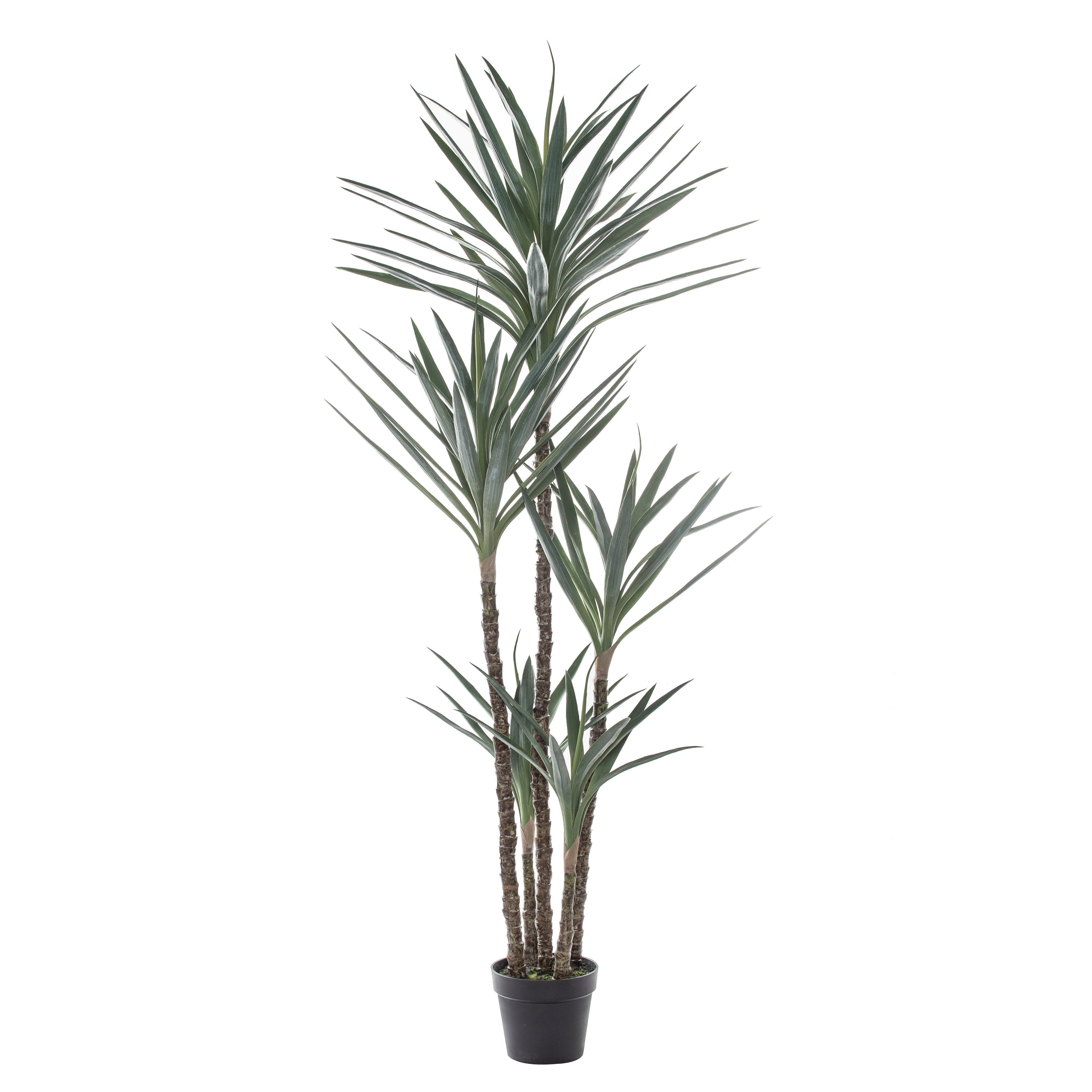 Rogue Dracaena Tree 183cm
