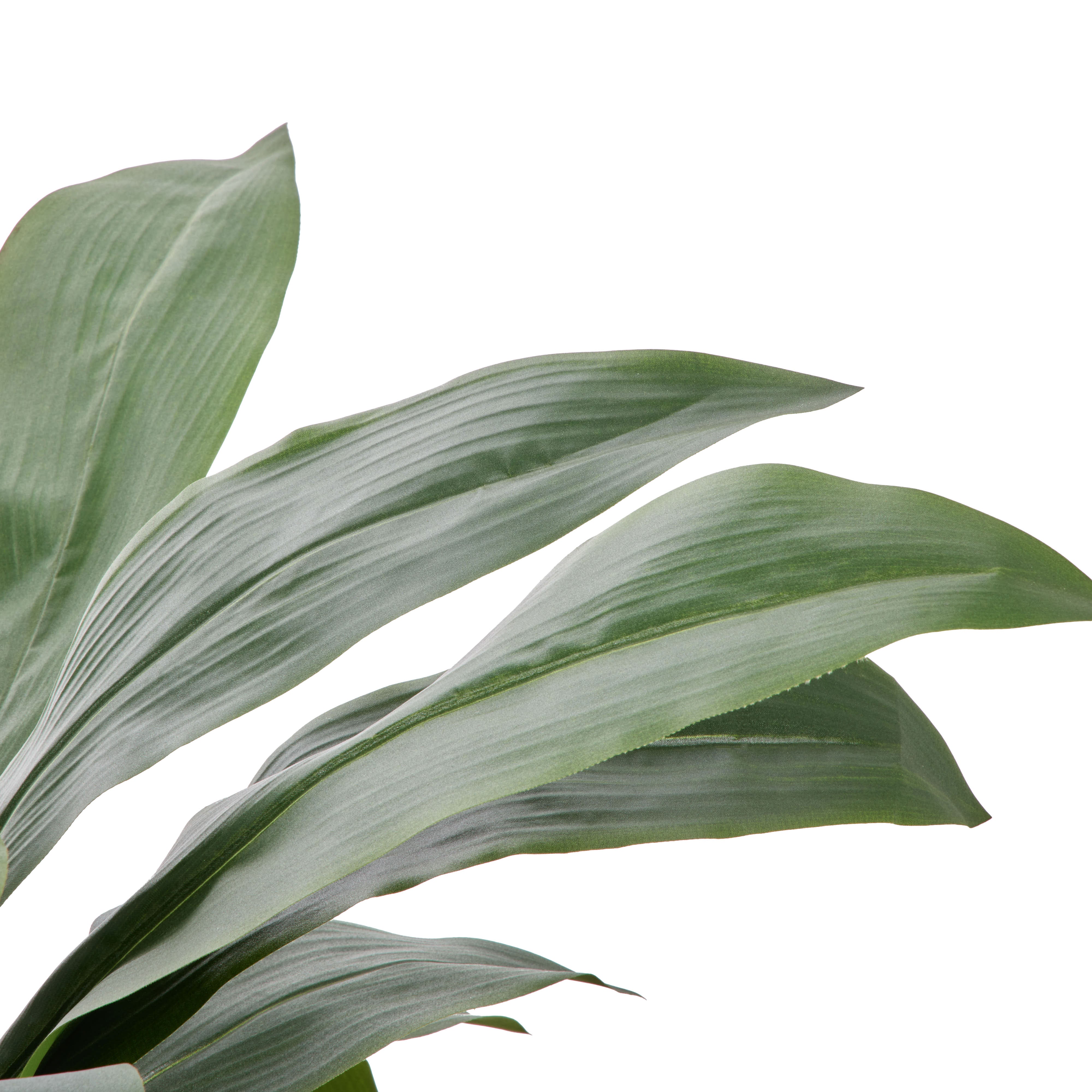 Rogue Cast Iron Plant - Oliver UV 98cm