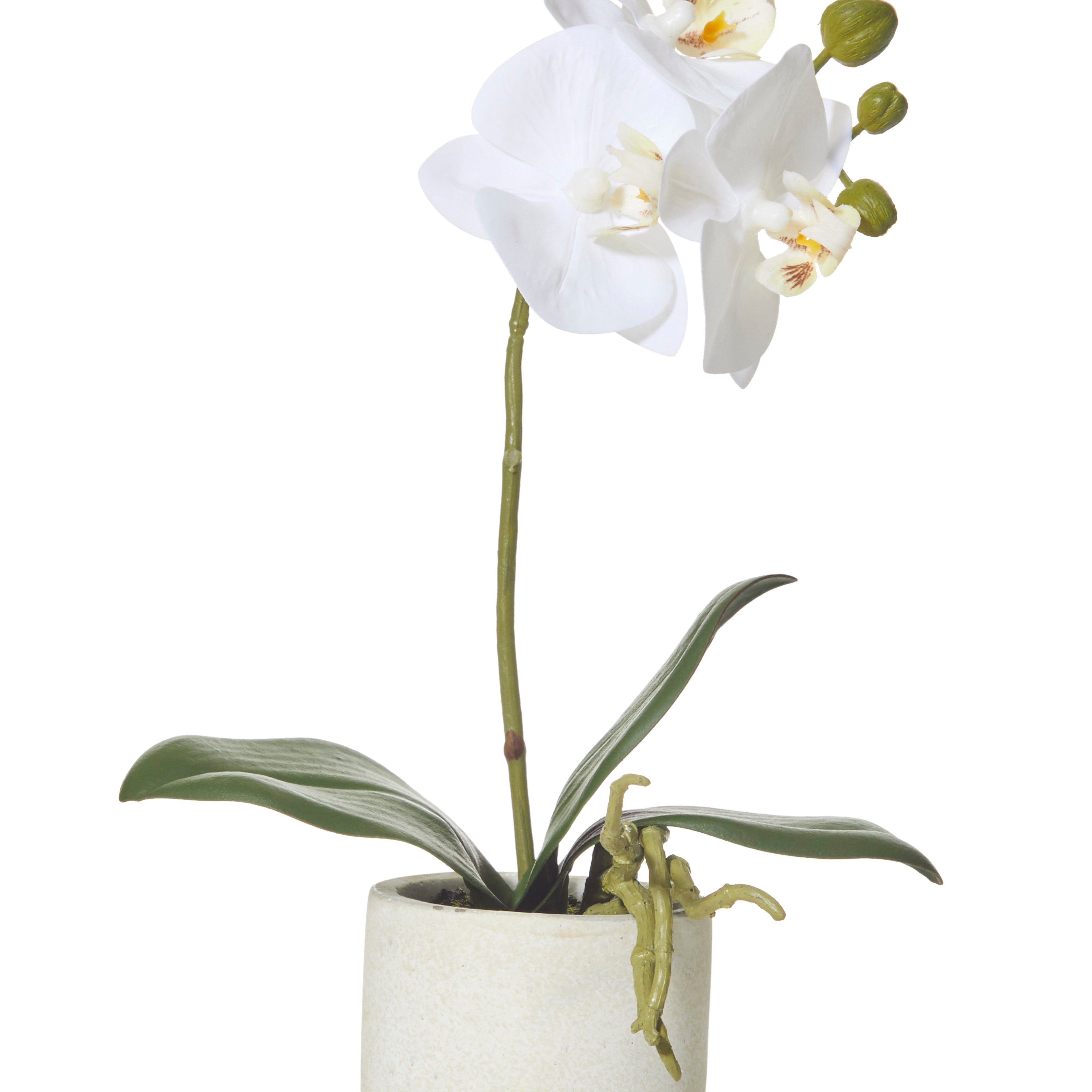 Rogue Butterfly Orchid - Smooth Pot