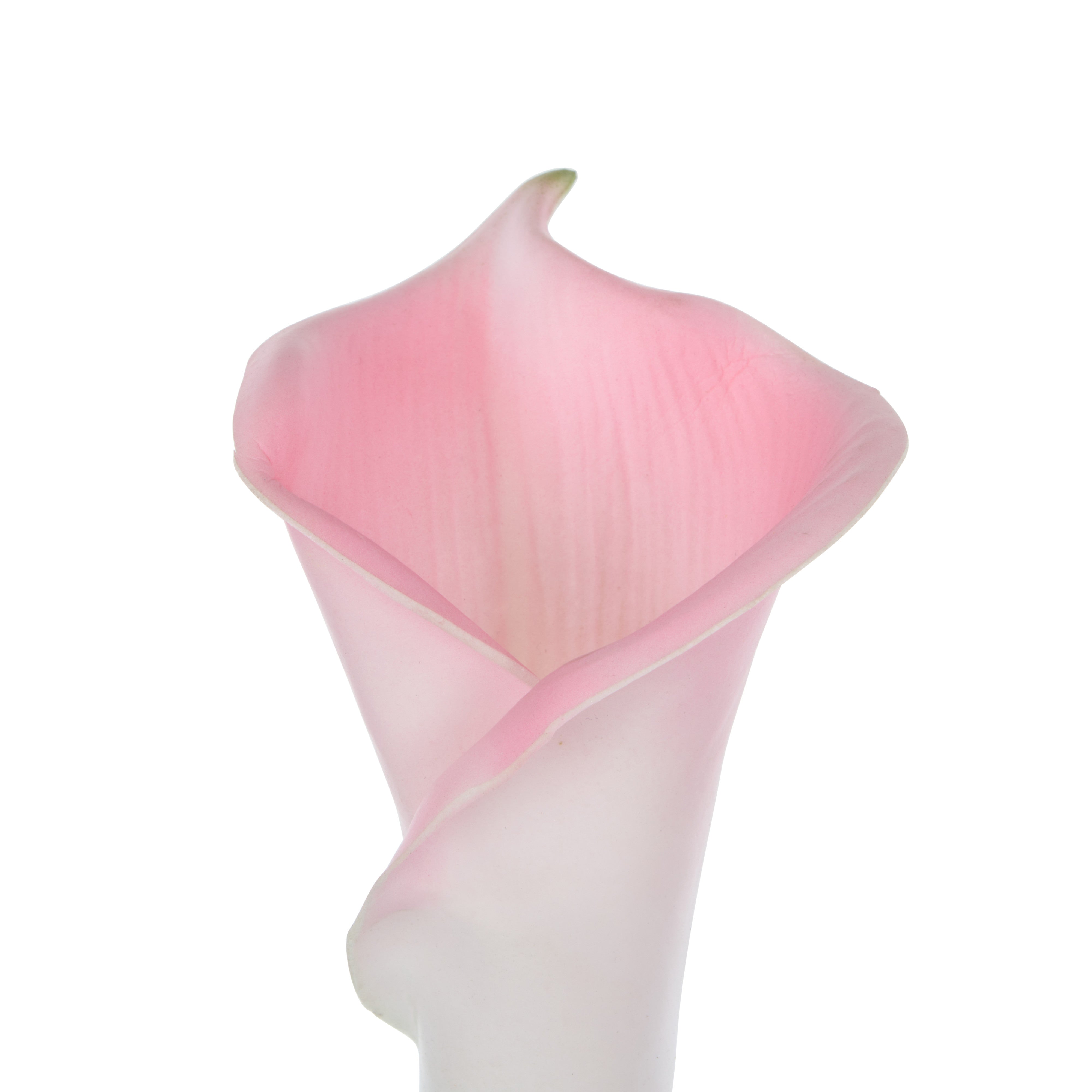 Rogue Calla Lily Stem
