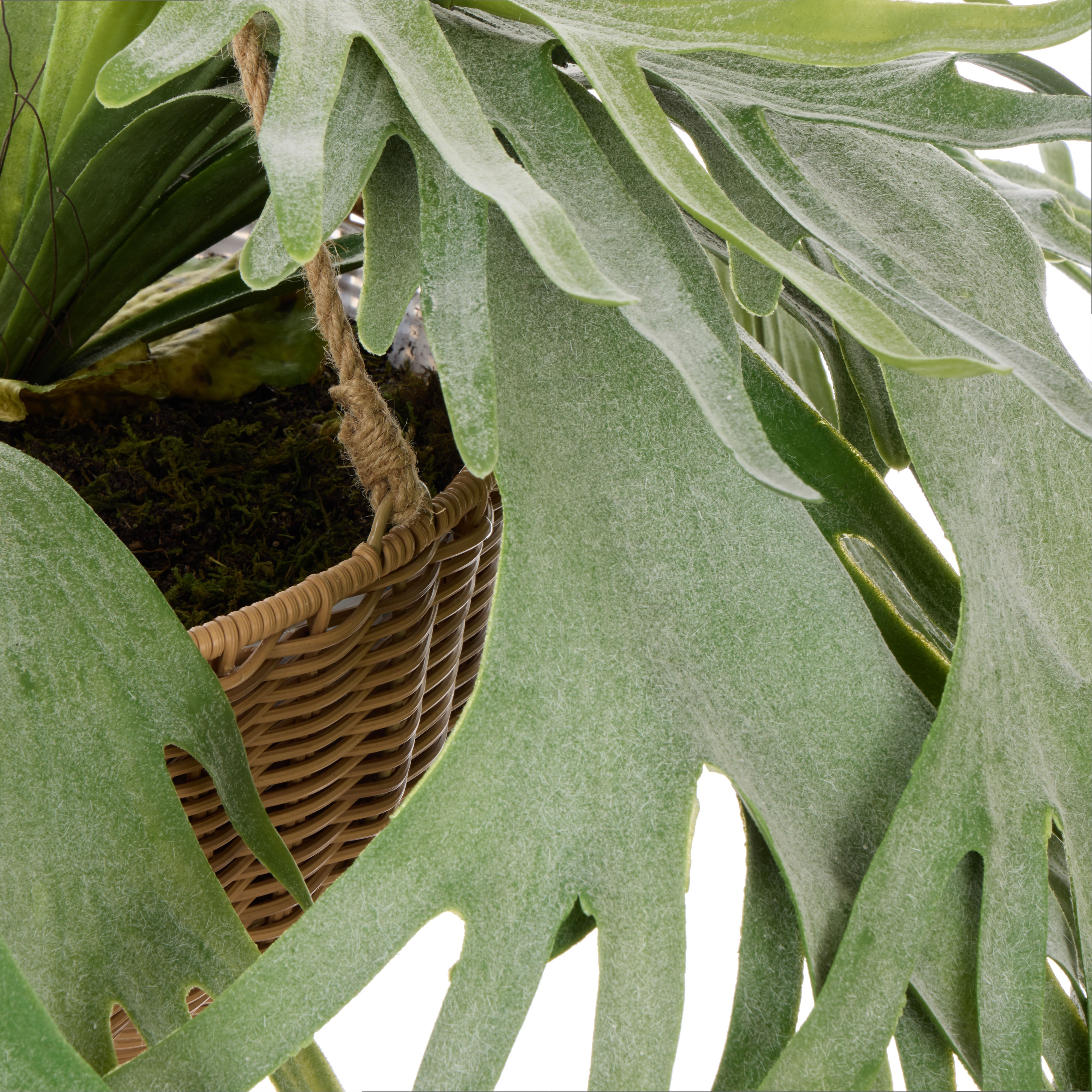 Rogue Staghorn - Laos Hanging
