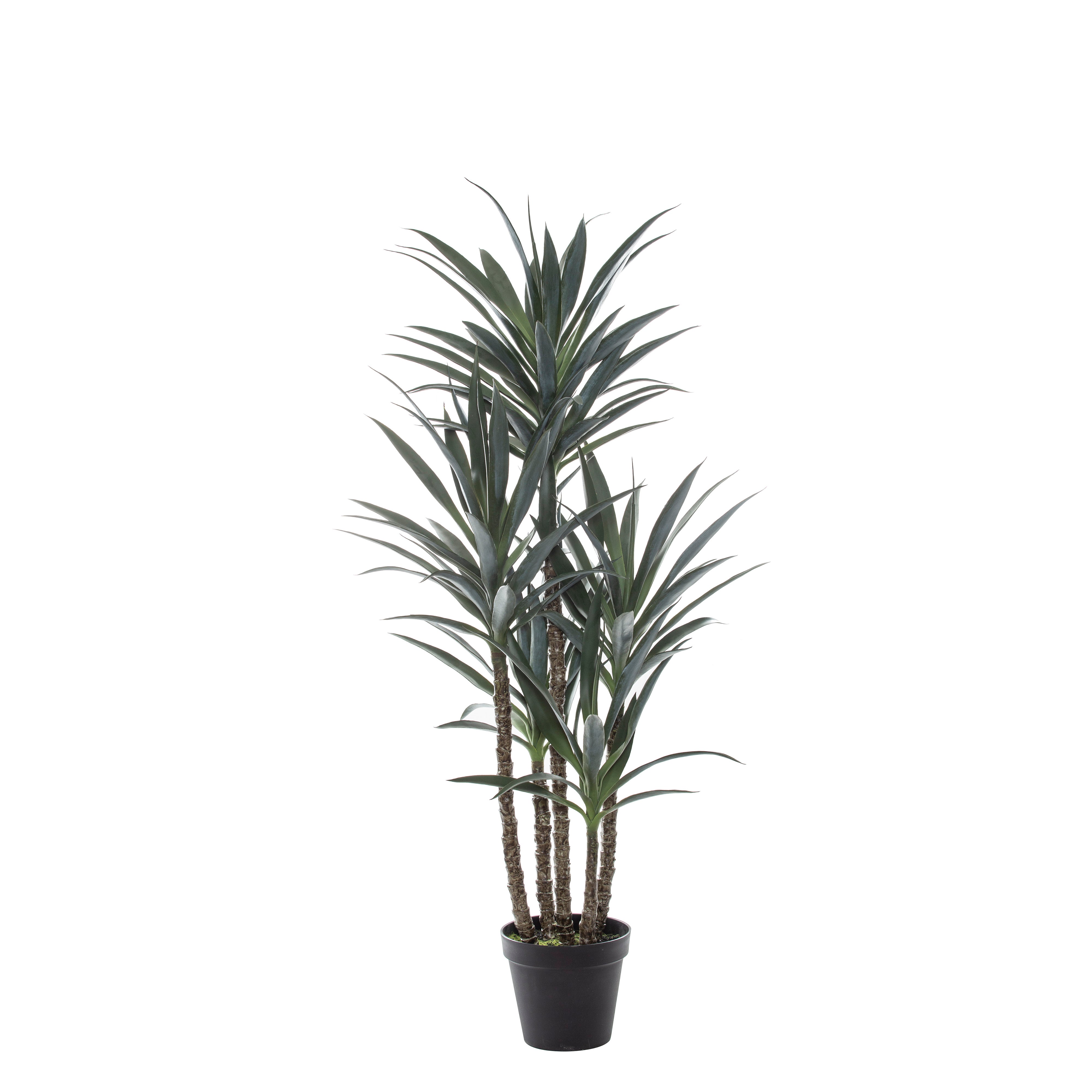 Rogue Dracaena Tree 152cm