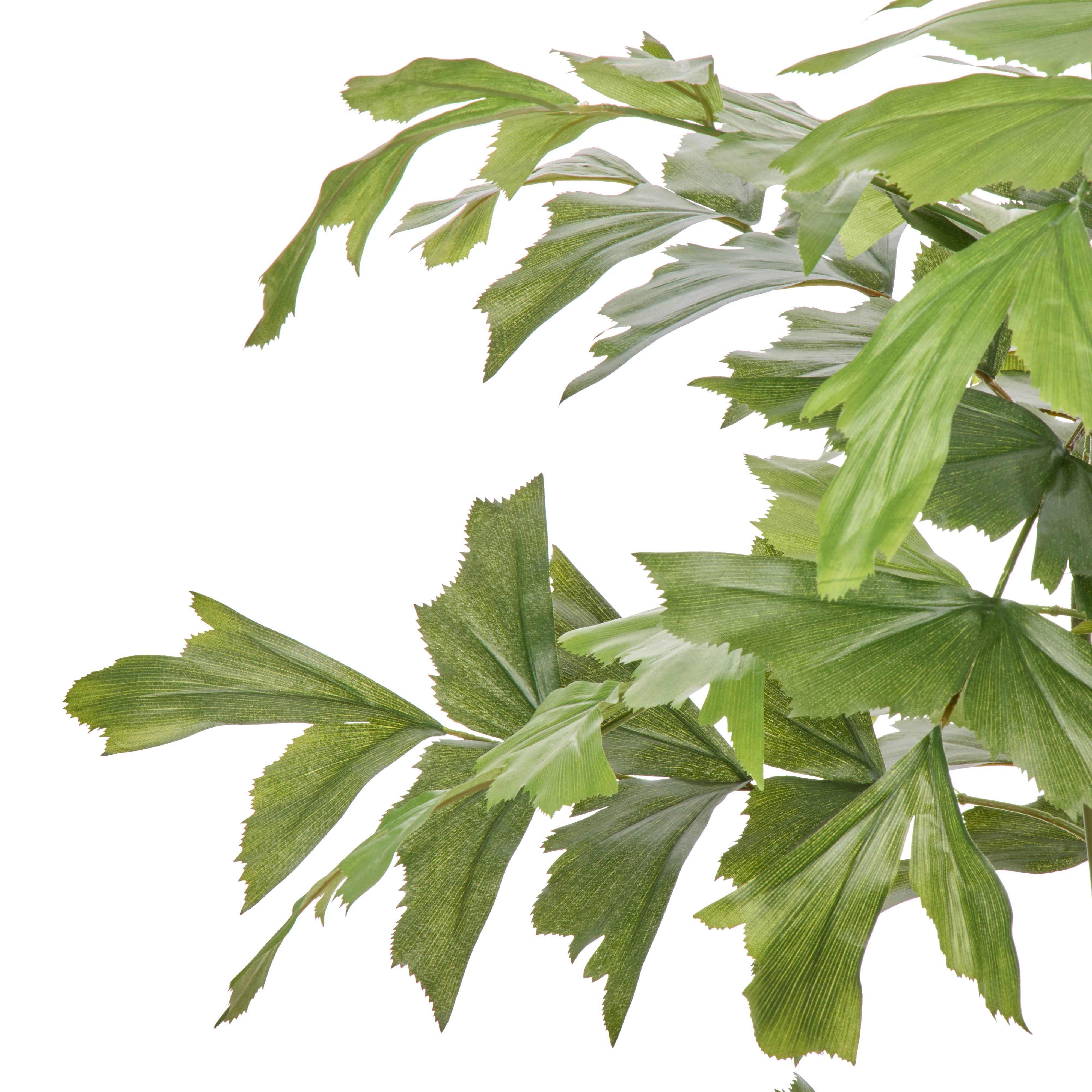 Rogue Caryota Palm Tree - Vienna Green