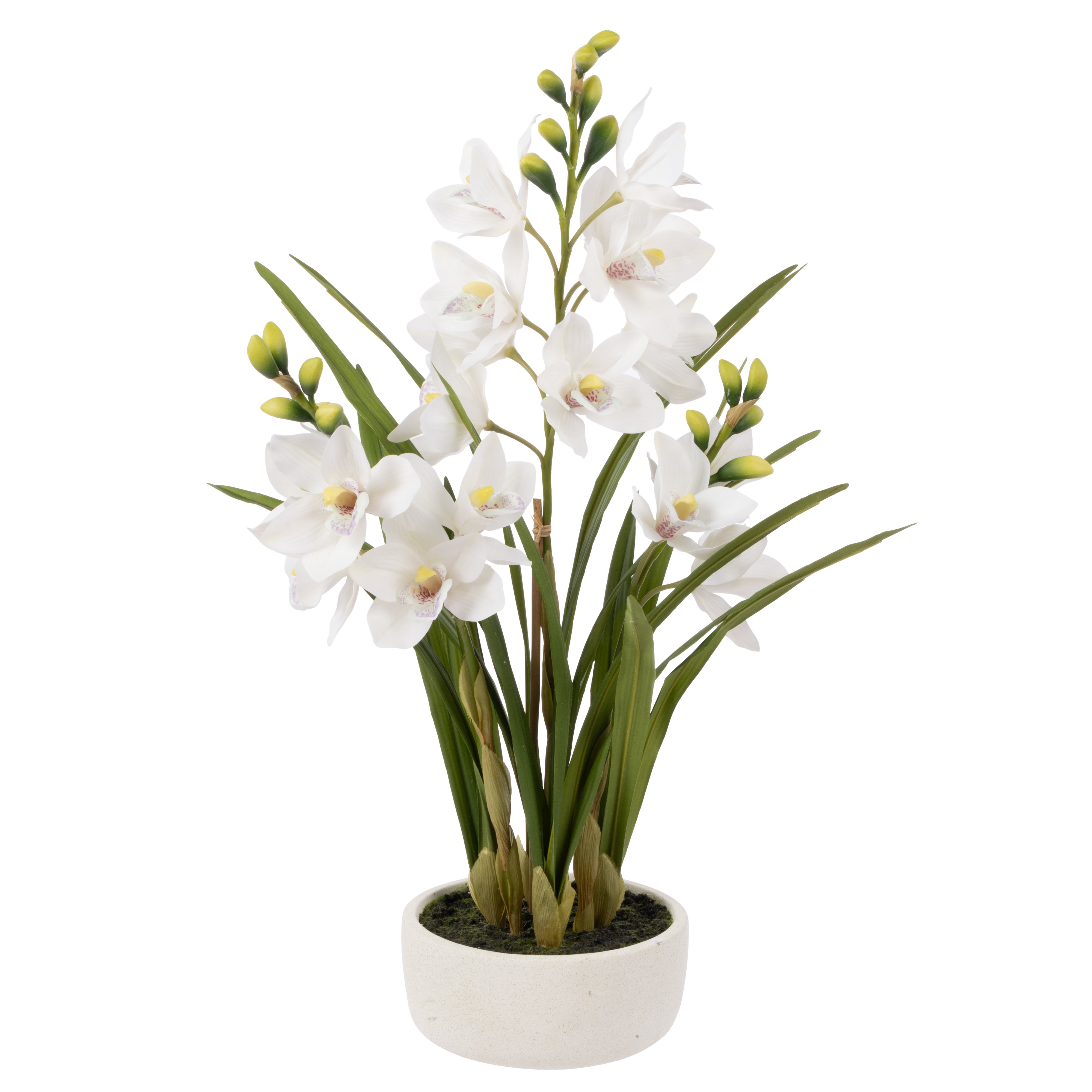 Rogue Cymbidium Orchid Pot 74cm
