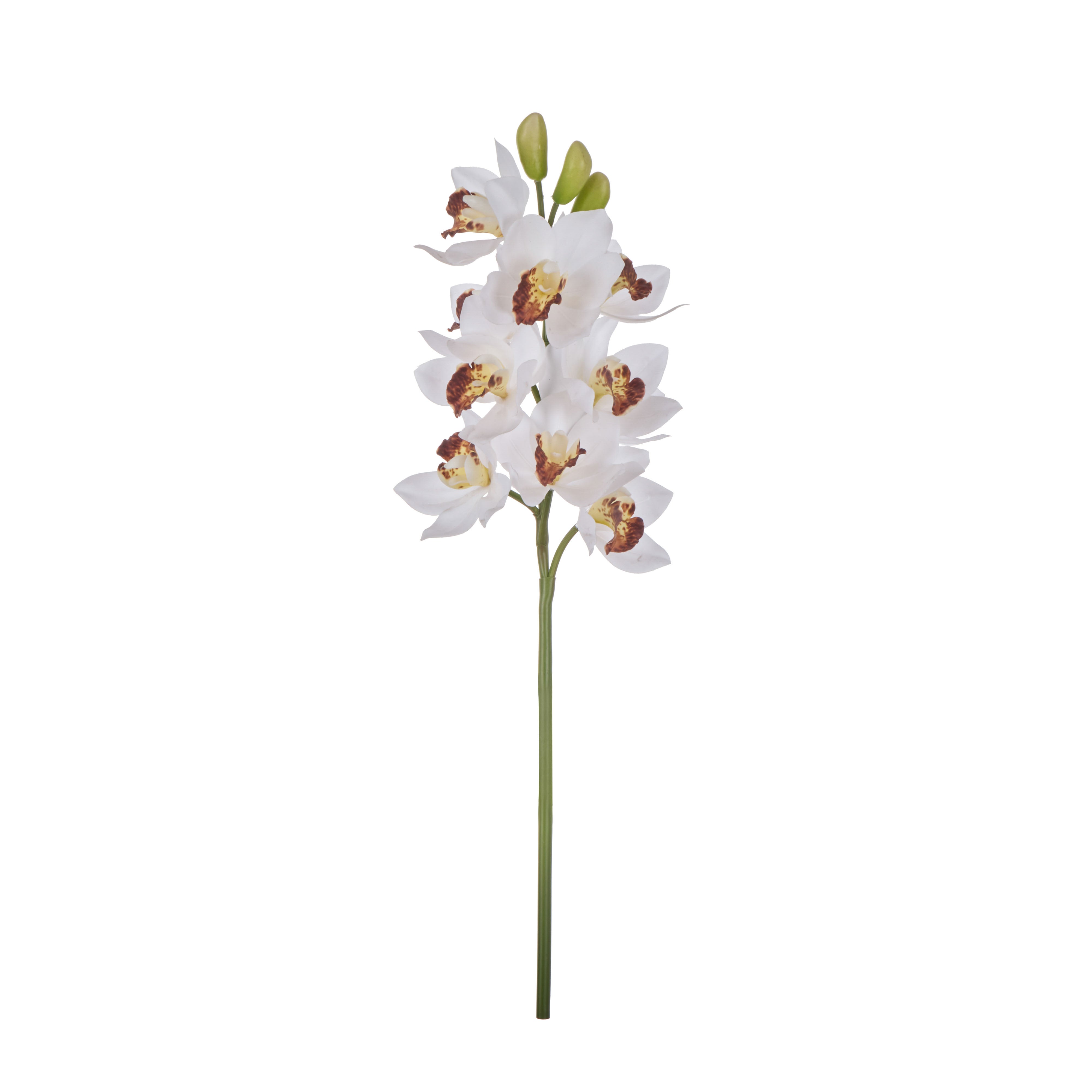 Rogue Cymbidium Spray White
