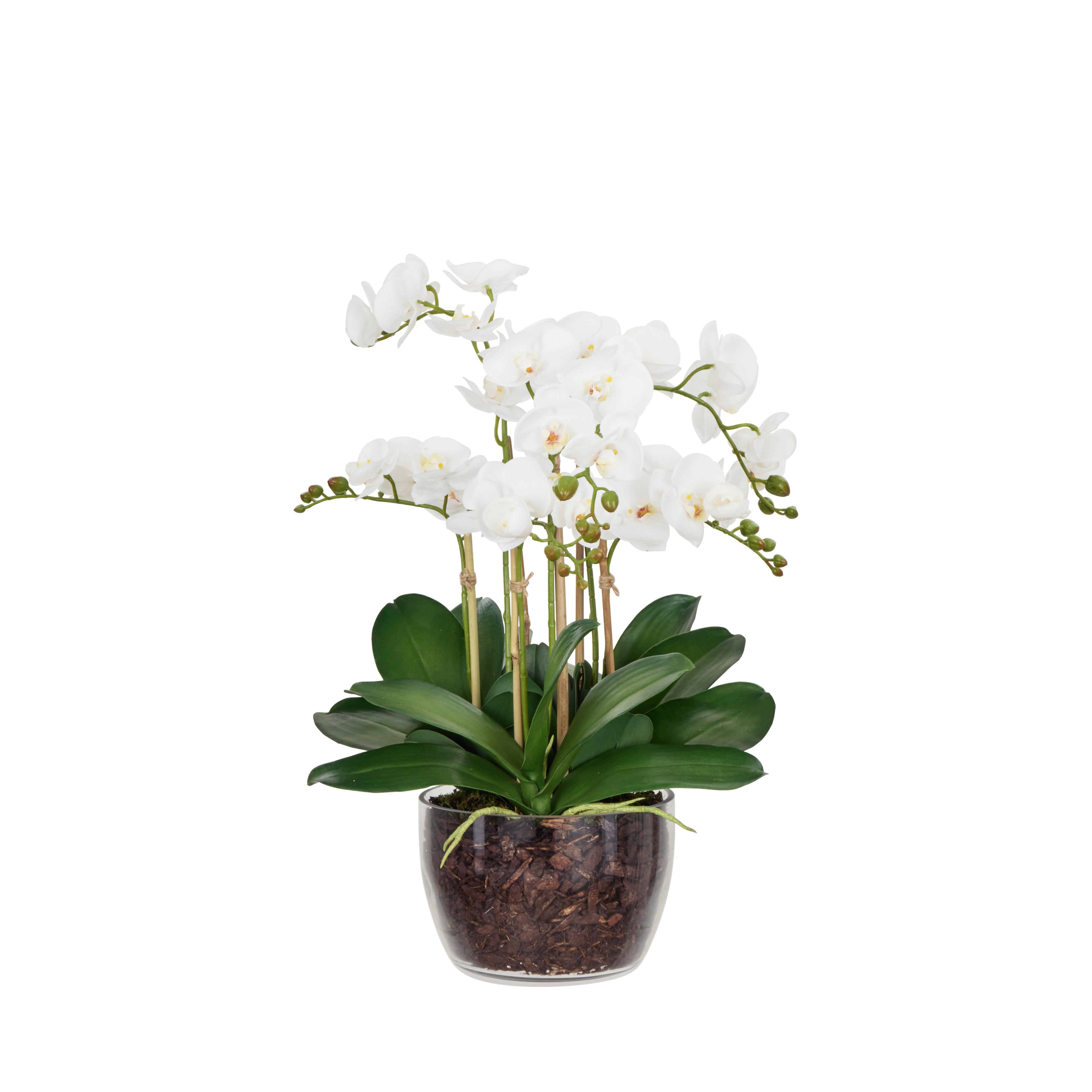 Rogue Phalaenopsis - Classic Bowl