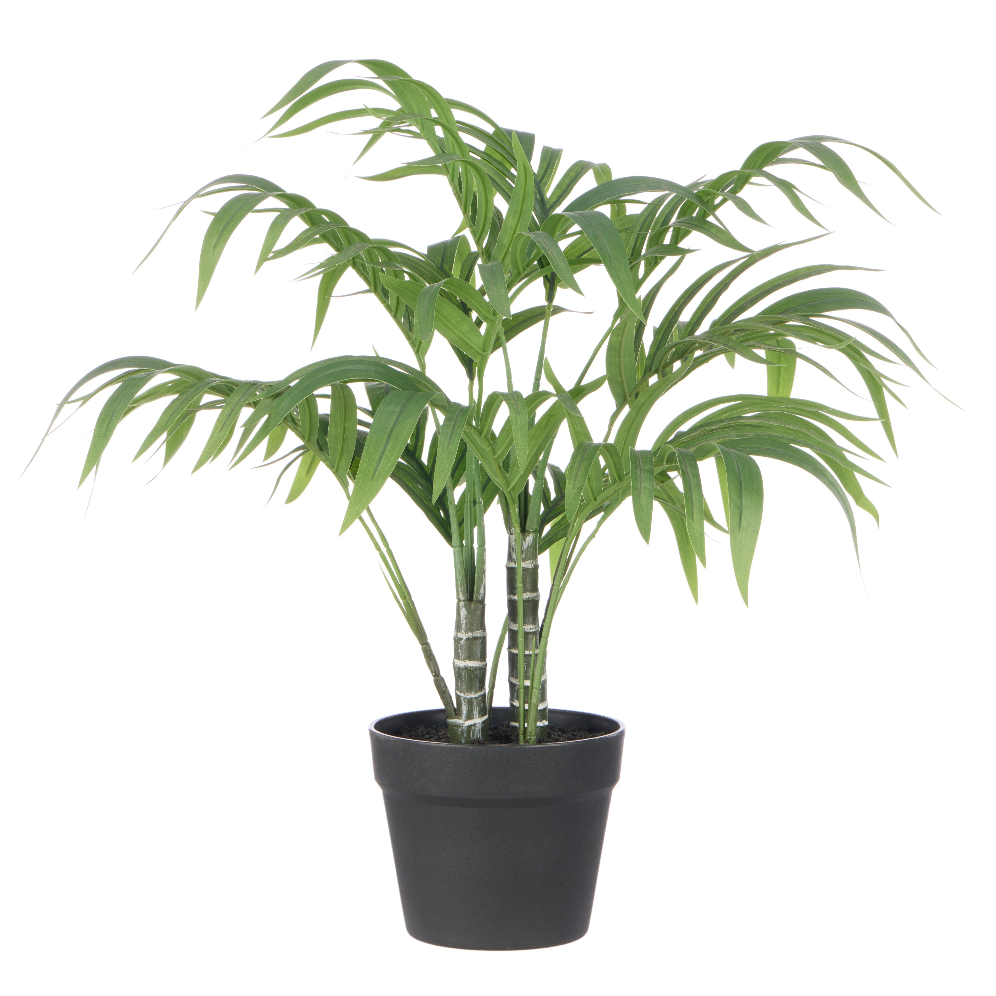 Rogue Cascade Palm