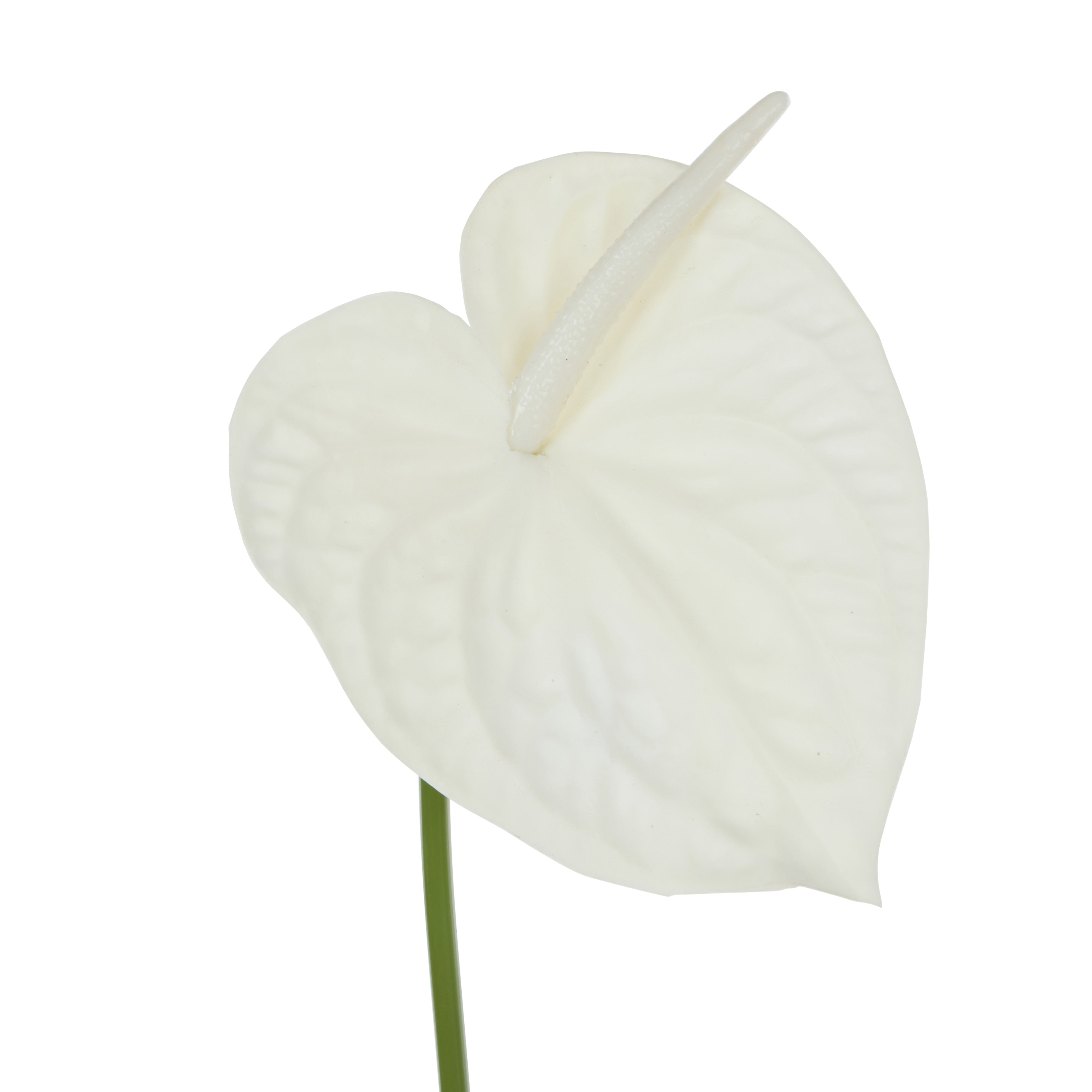 Rogue Anthurium Stem White
