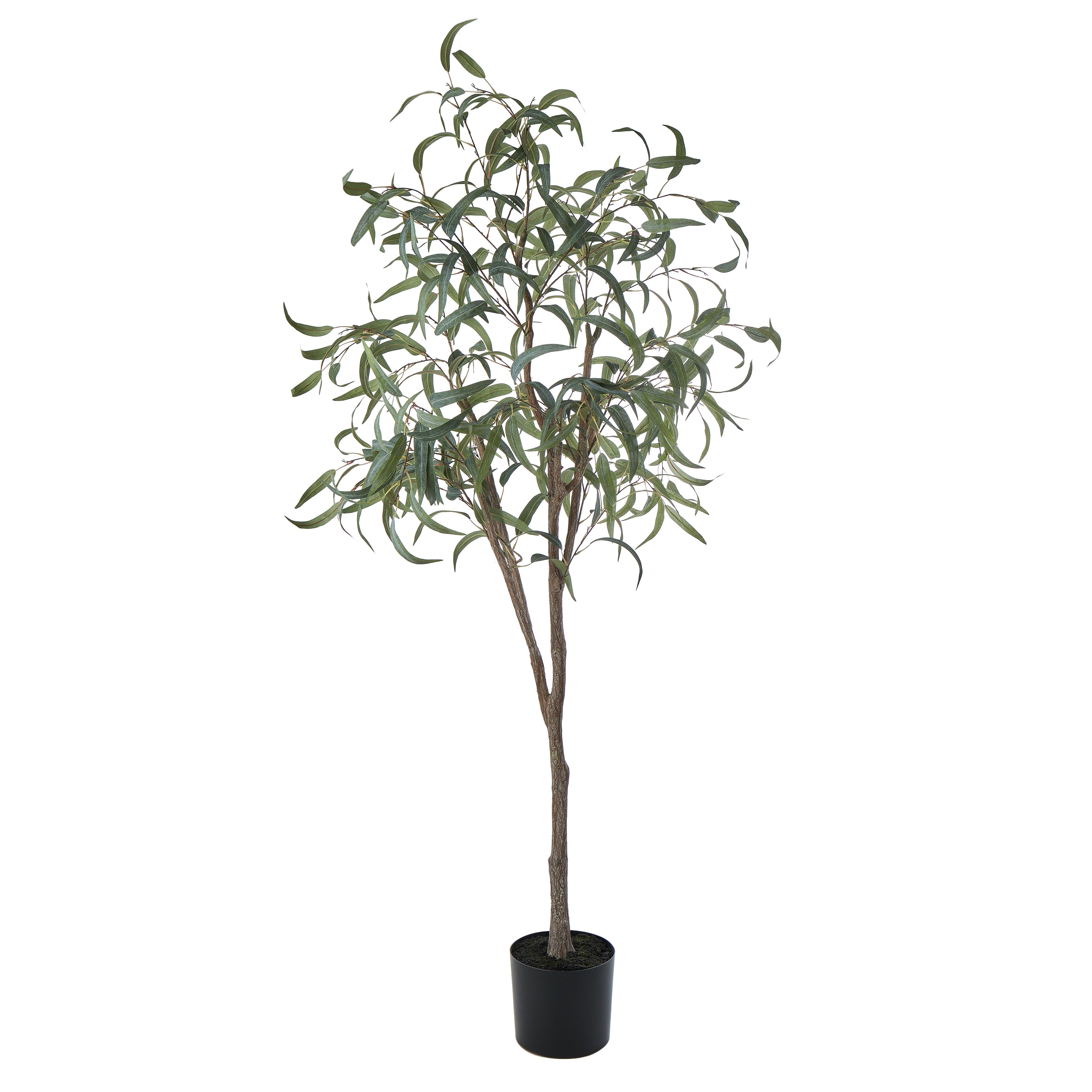 Rogue Eucalyptus Tree 184cm