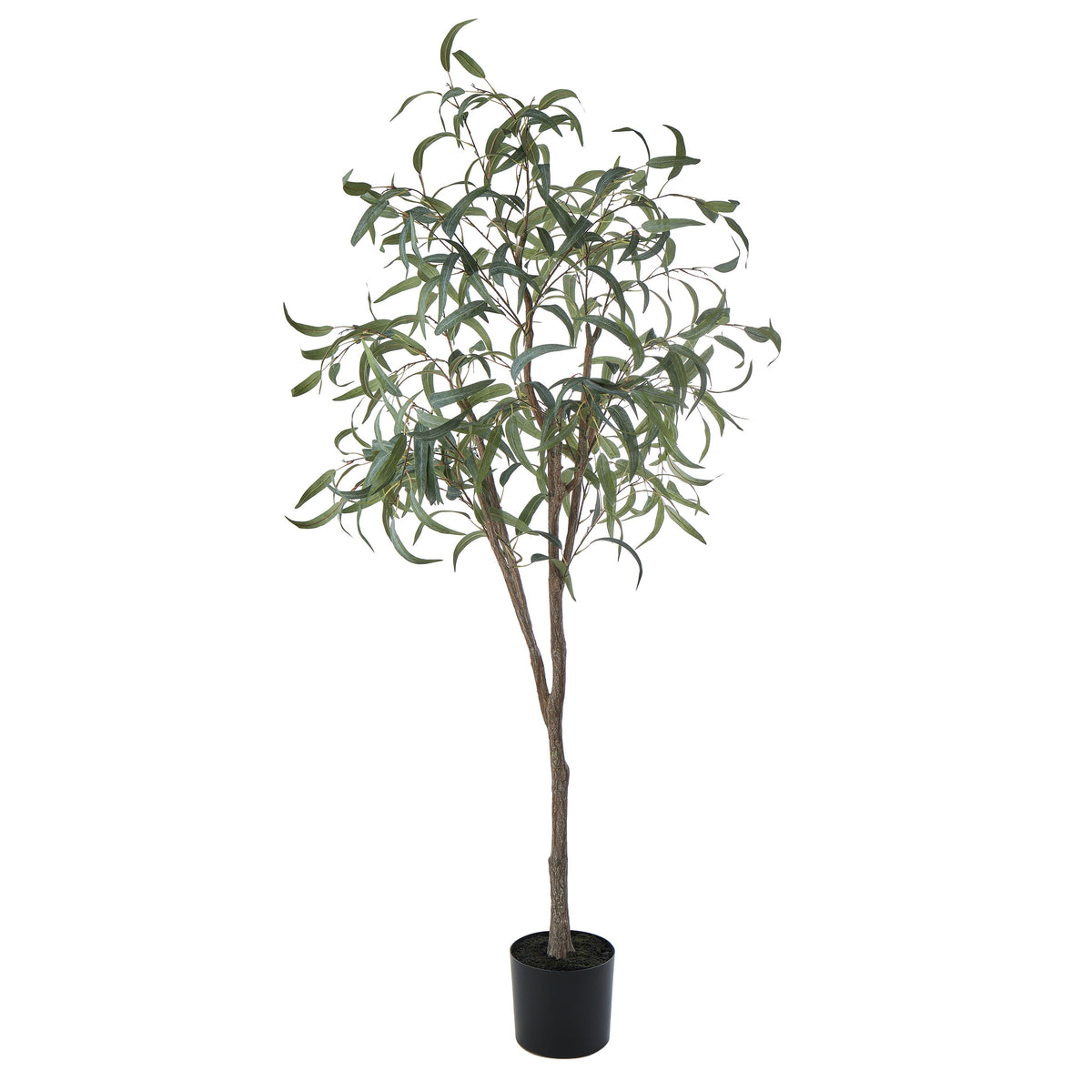 Rogue Eucalyptus Tree 184cm