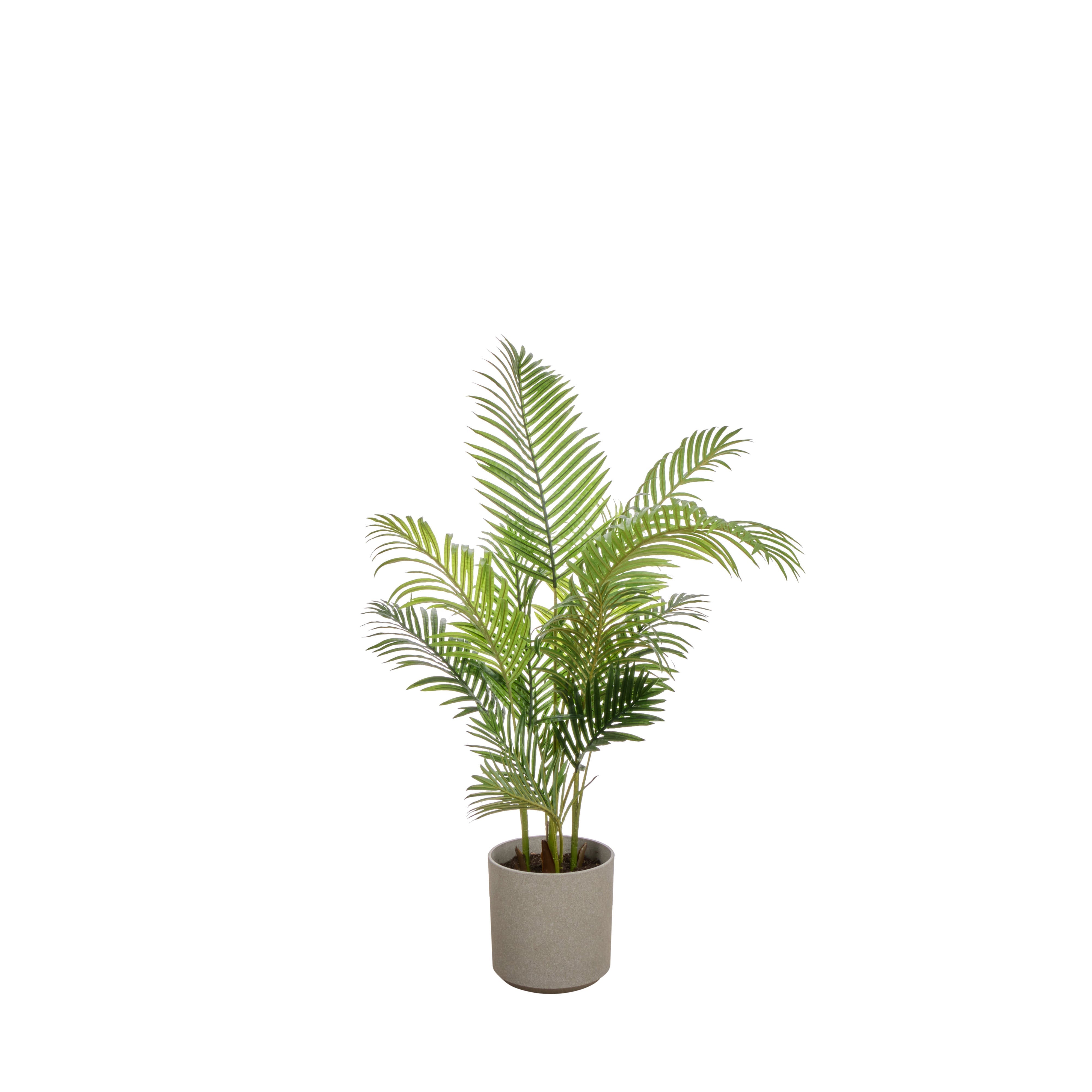Rogue Areca Palm - Cylinder UV Green 145cm