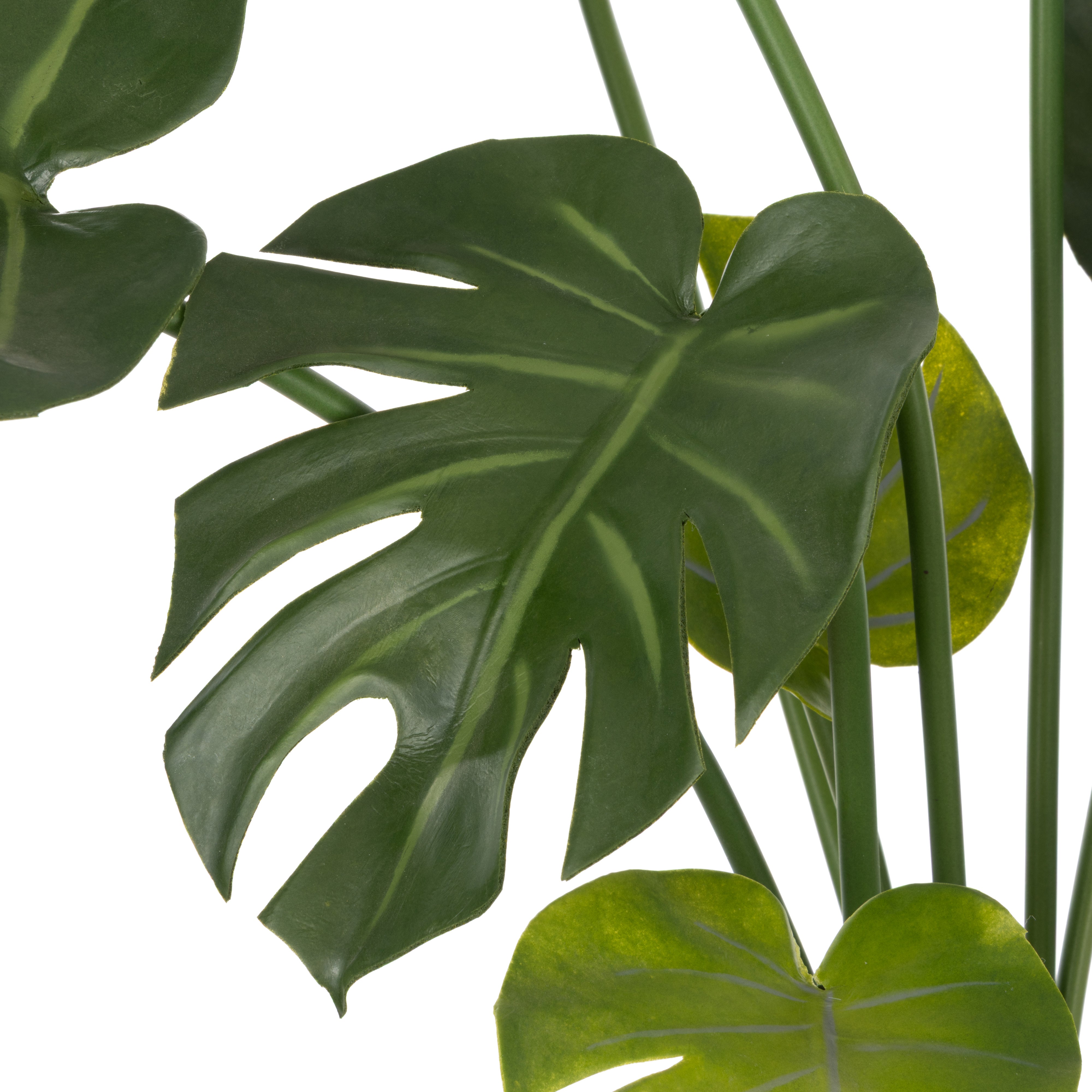 Rogue Monstera Plant - Garden Pot Green