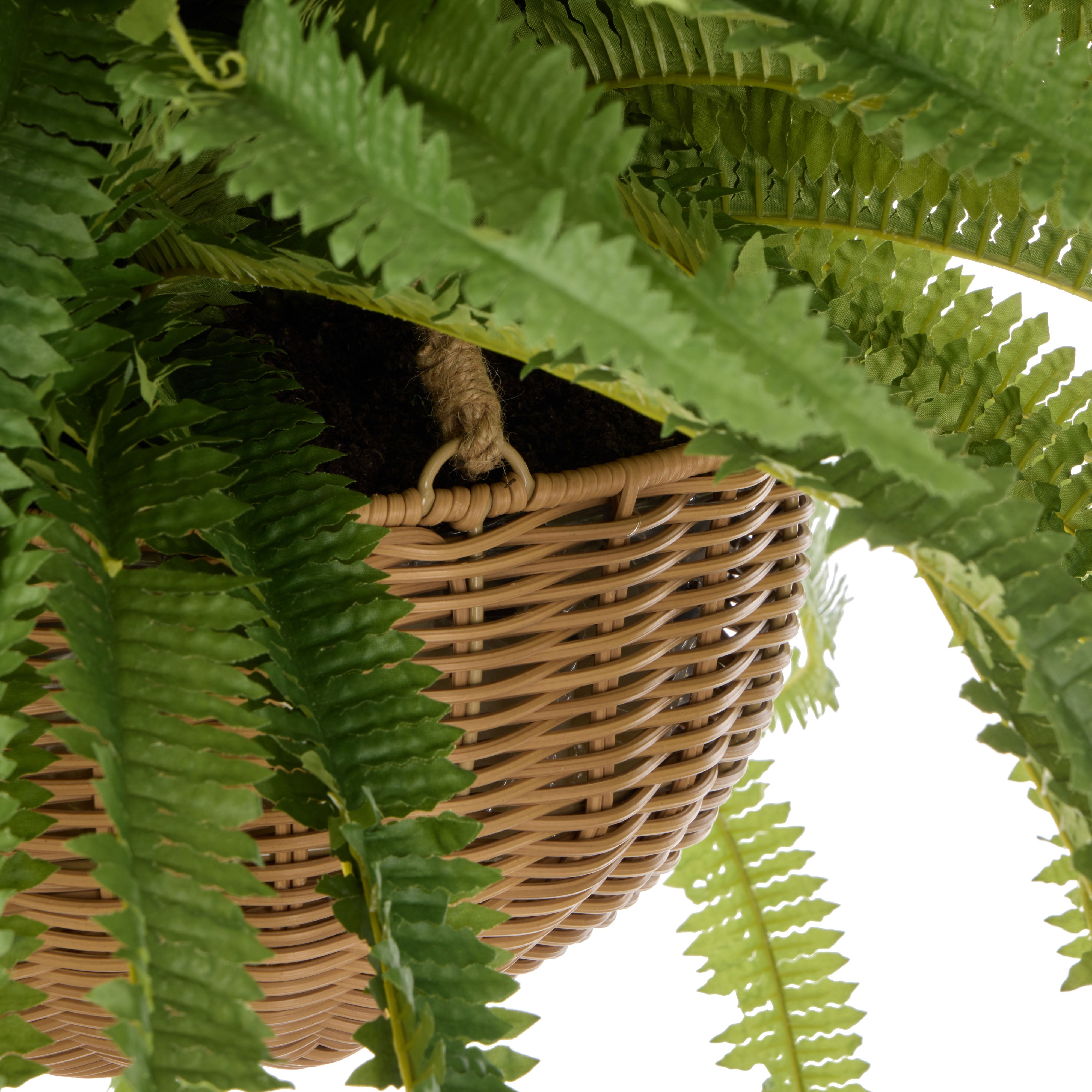 Rogue Boston Fern - Laos Hanging 100cm