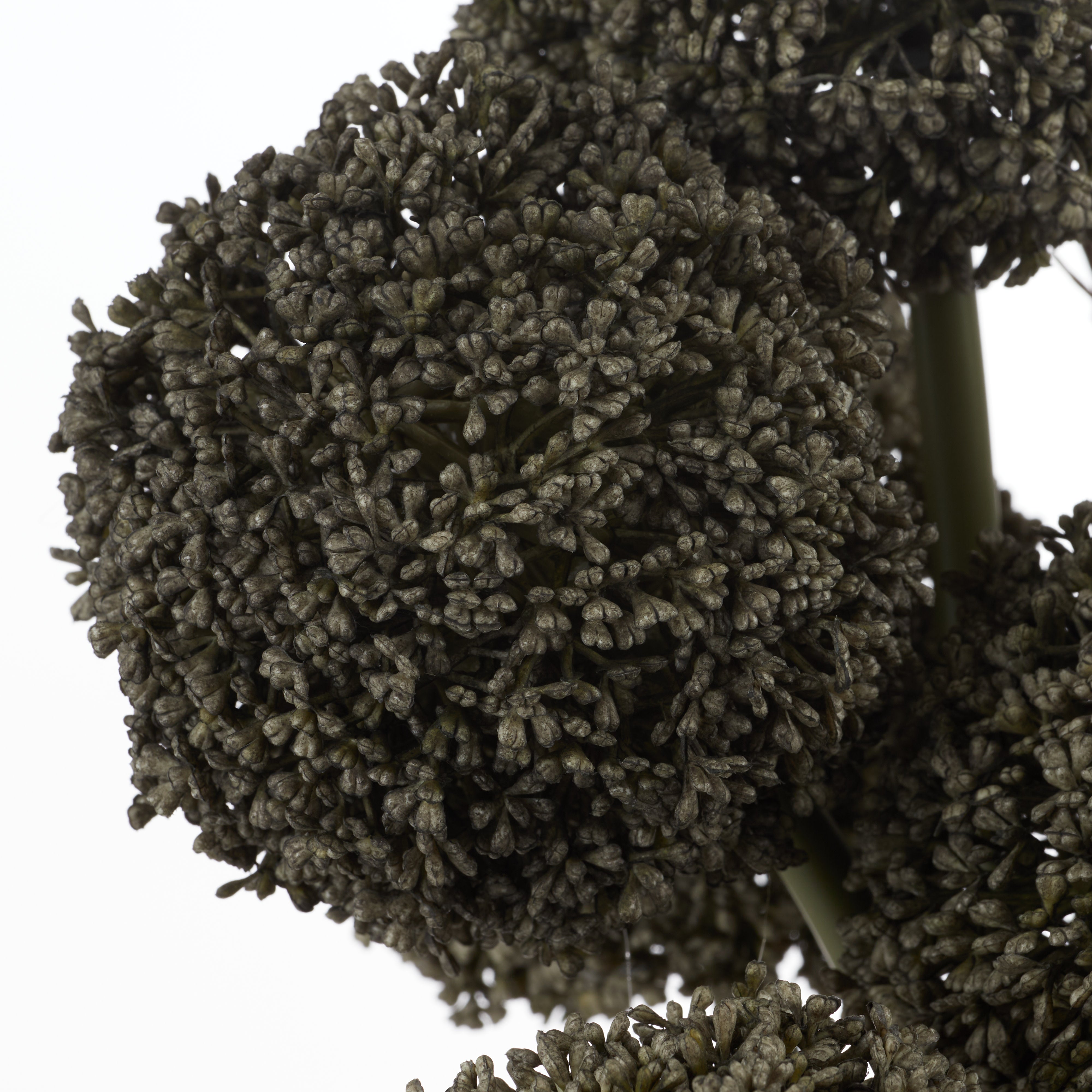 Rogue Allium Spray - Maliah Pot