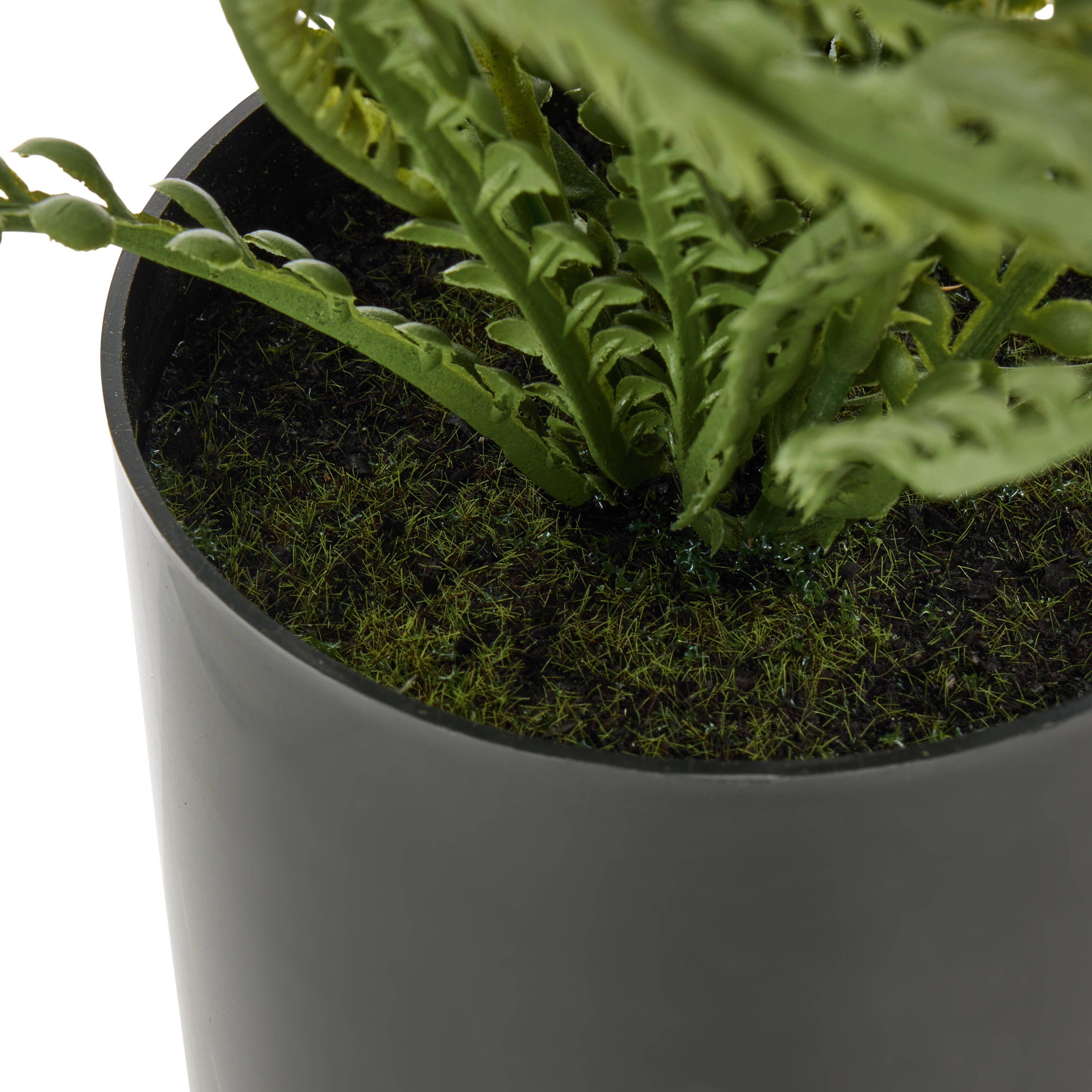 Rogue Button Fern - Garden Pot