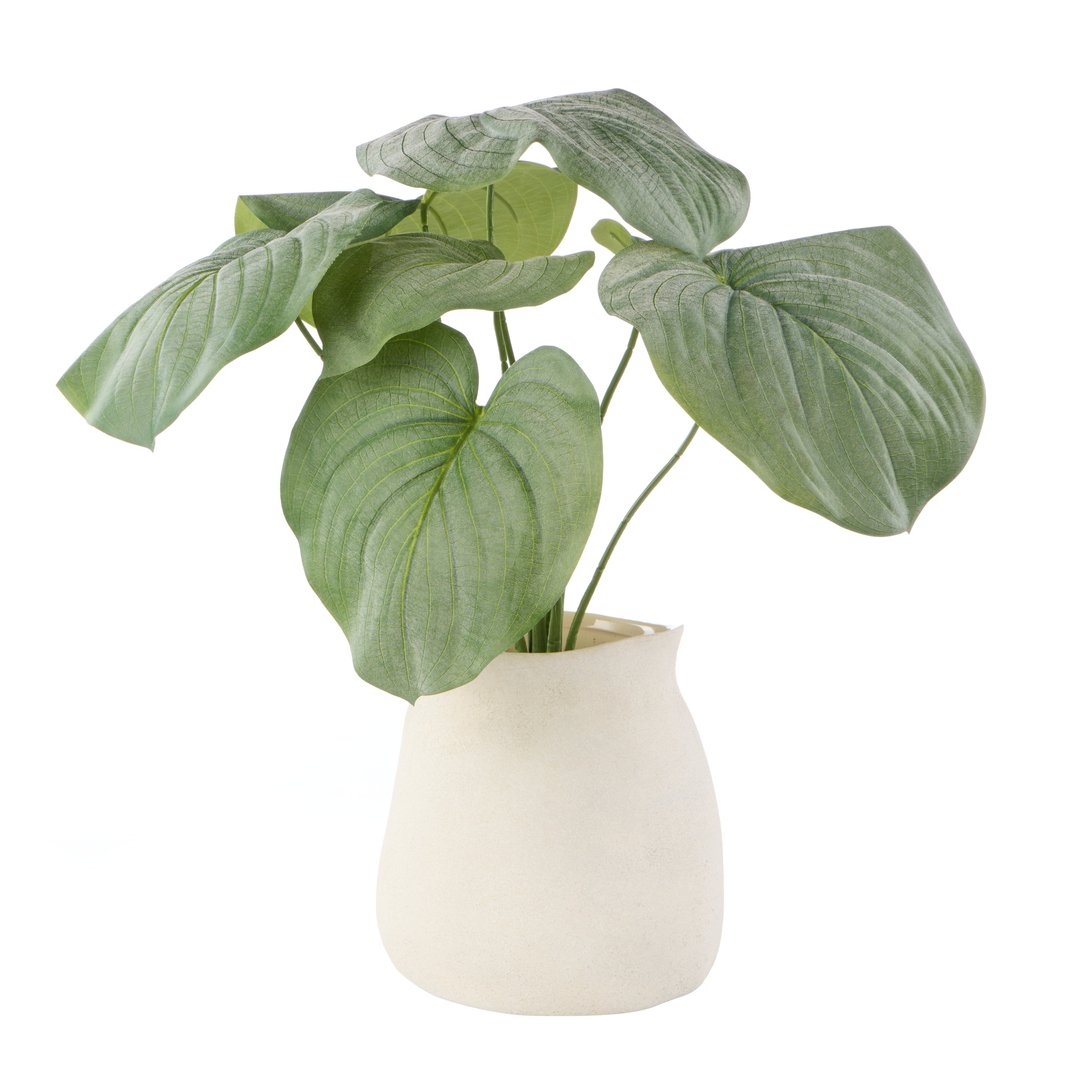 Rogue Hosta Plant - Maliah Pot