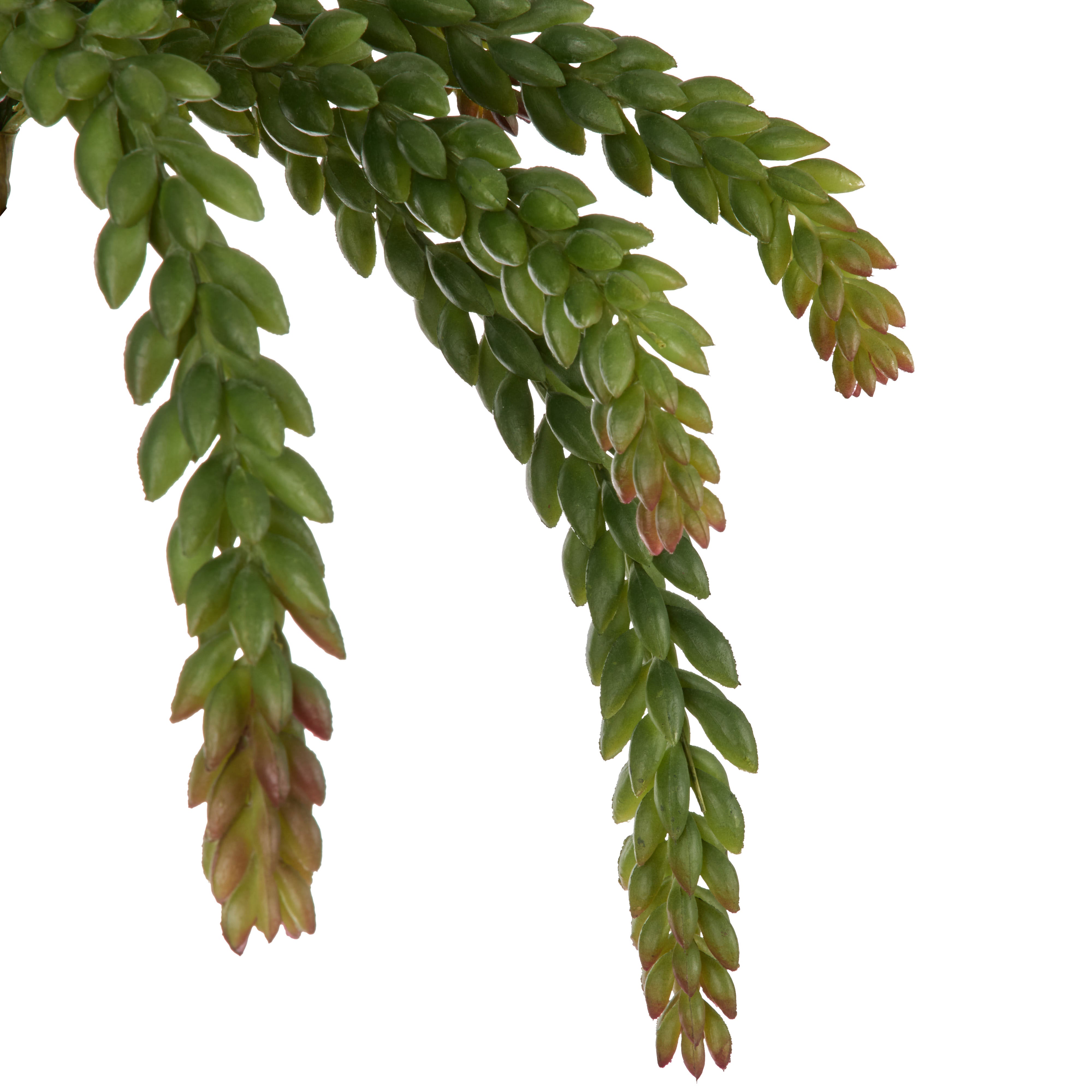 Rogue Burros Tail Succulent