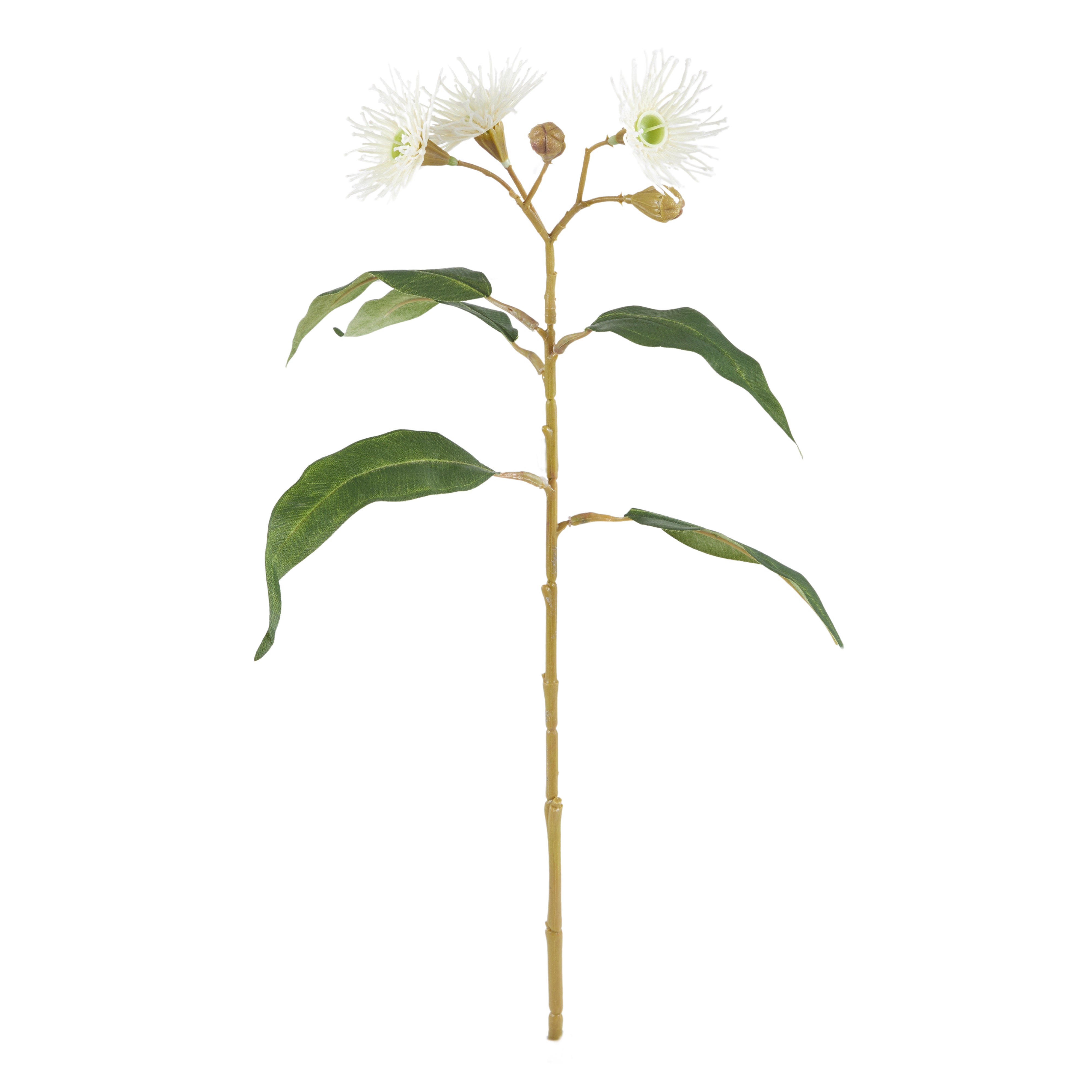 Rogue Eucalyptus Flowering Spray
