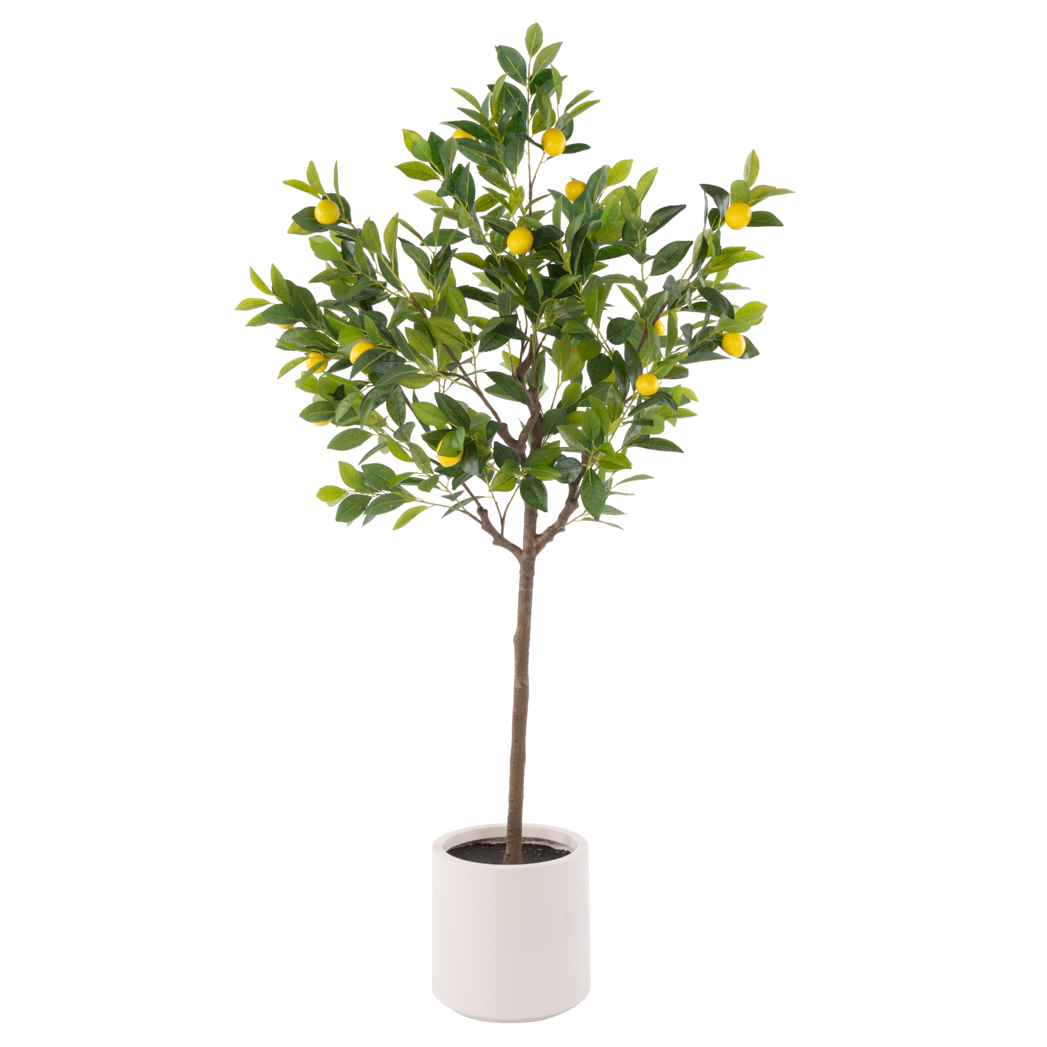 Rogue Lemon Tree Potted
