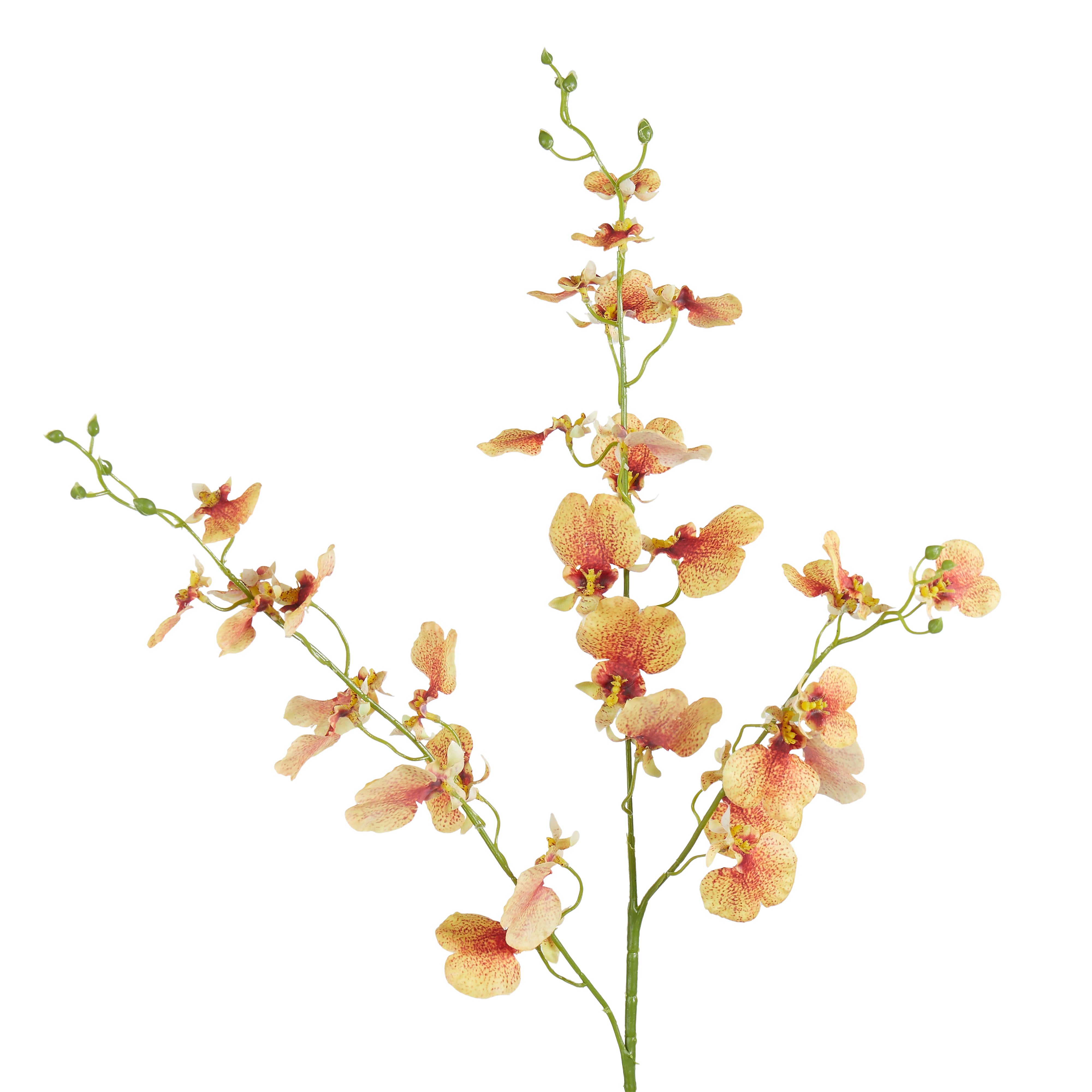 Rogue Dancing Orchid Stem Orange