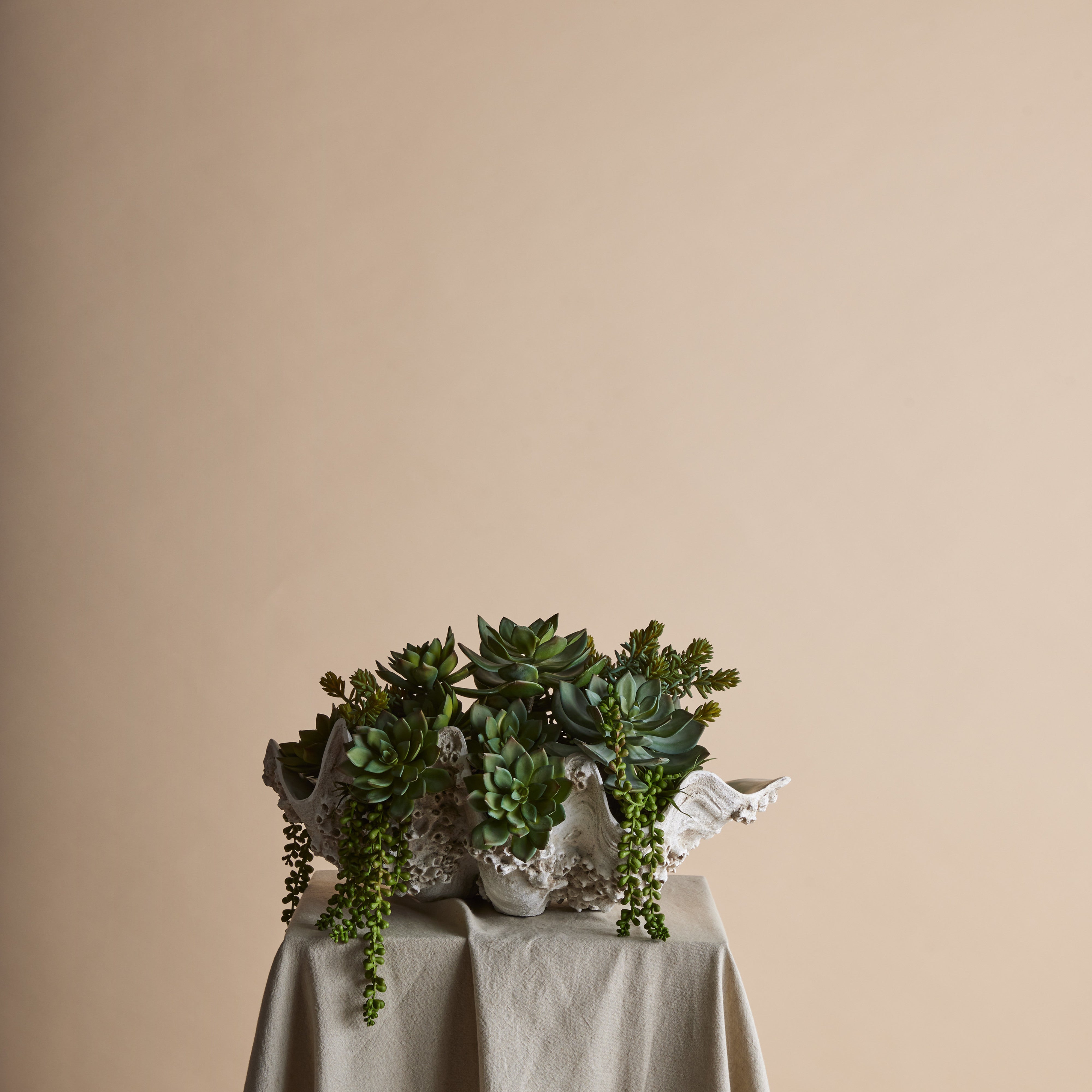 Rogue Succulent Mix - Seychelles Clam Vessel