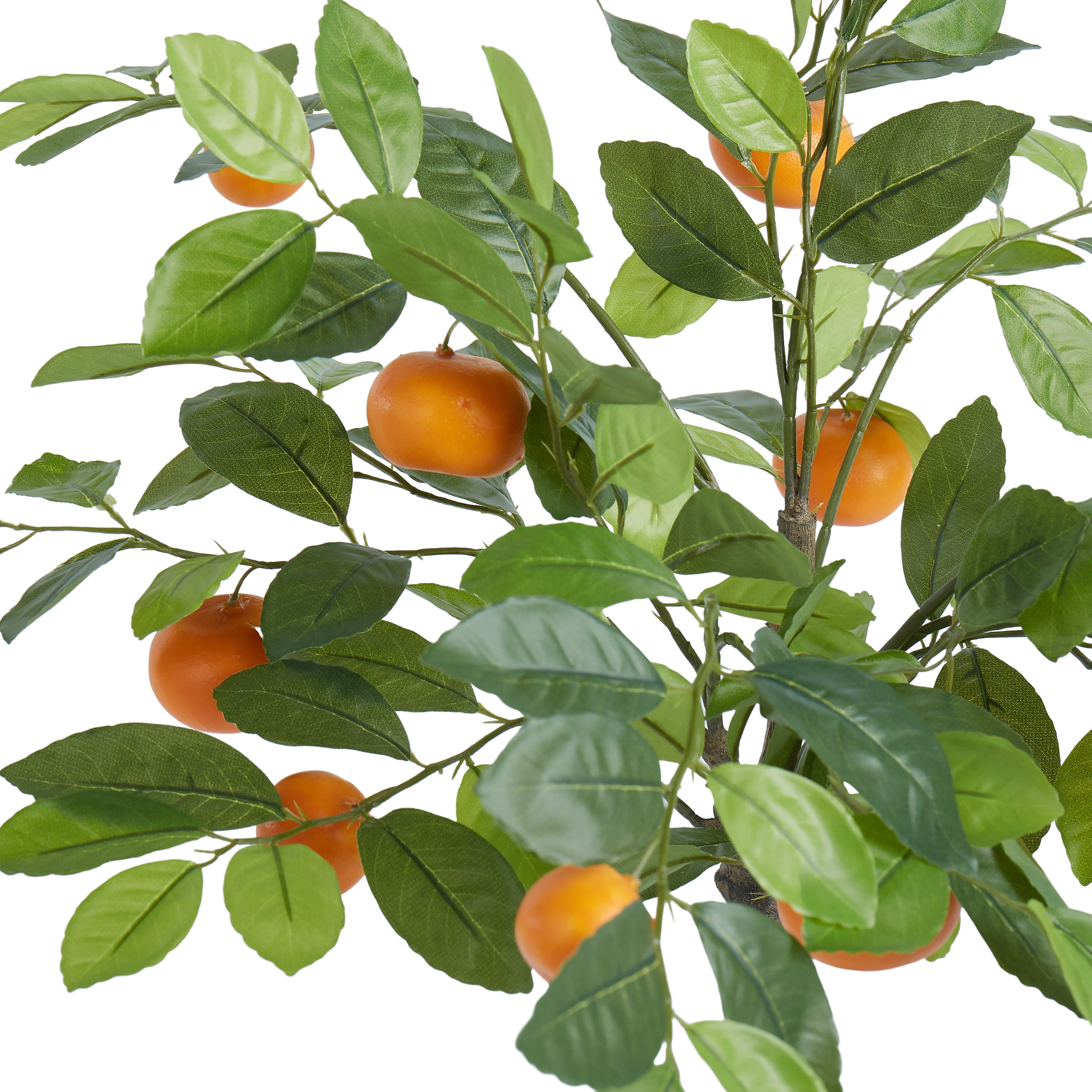 Rogue Cumquat Tree