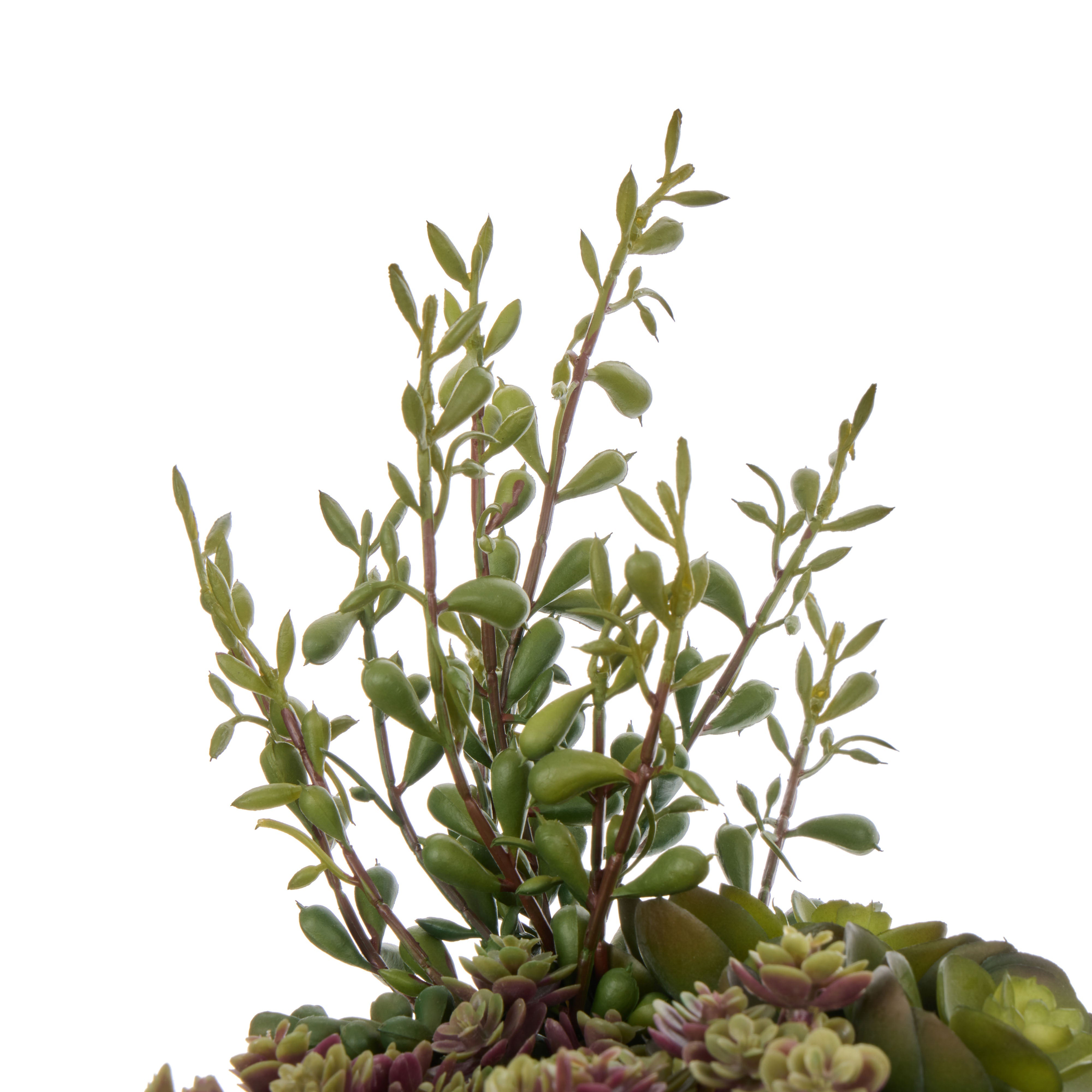 Rogue Succulent Garden - Reims Green & Burgundy 32cm