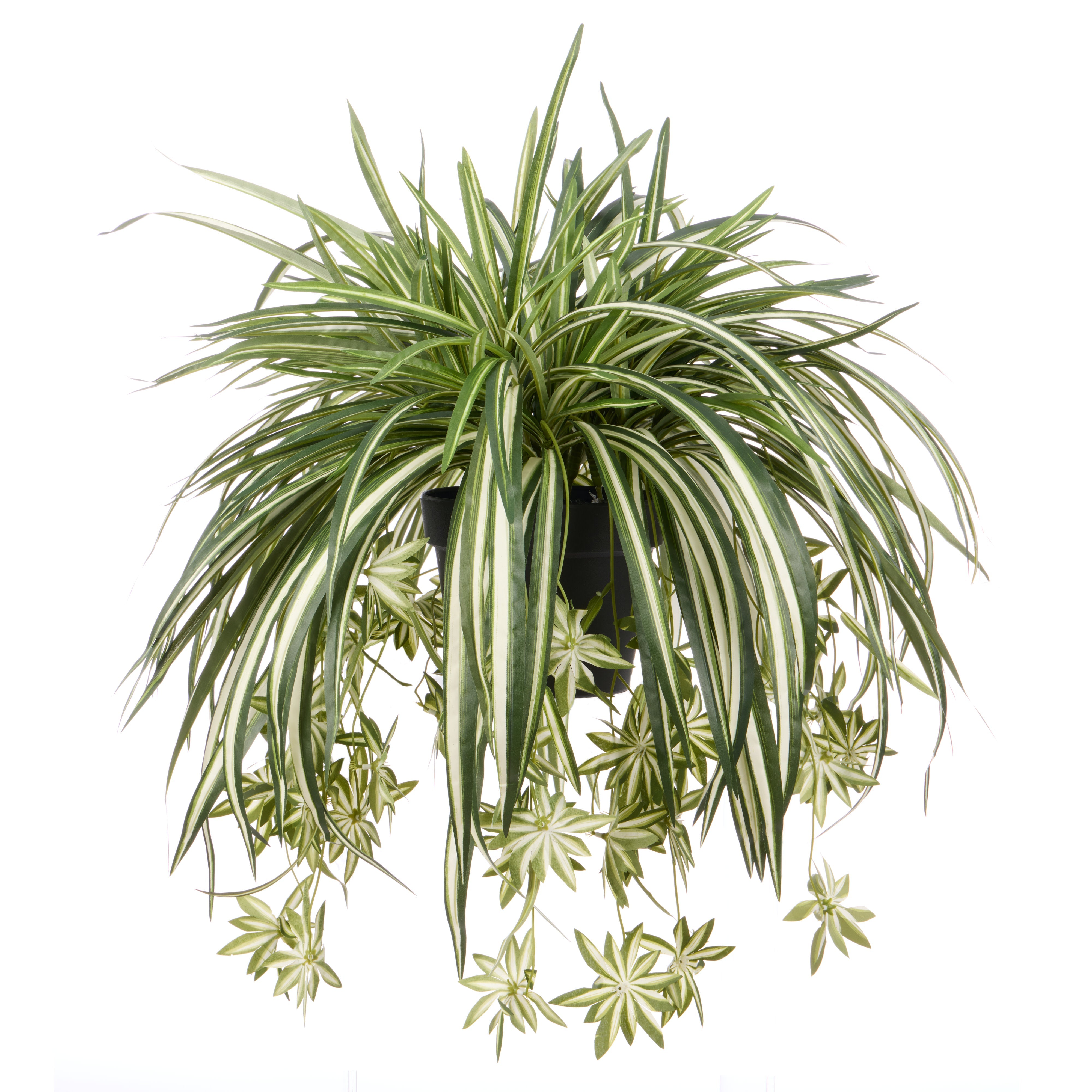Rogue Spider Plant - Garden Pot 70 x 60cm