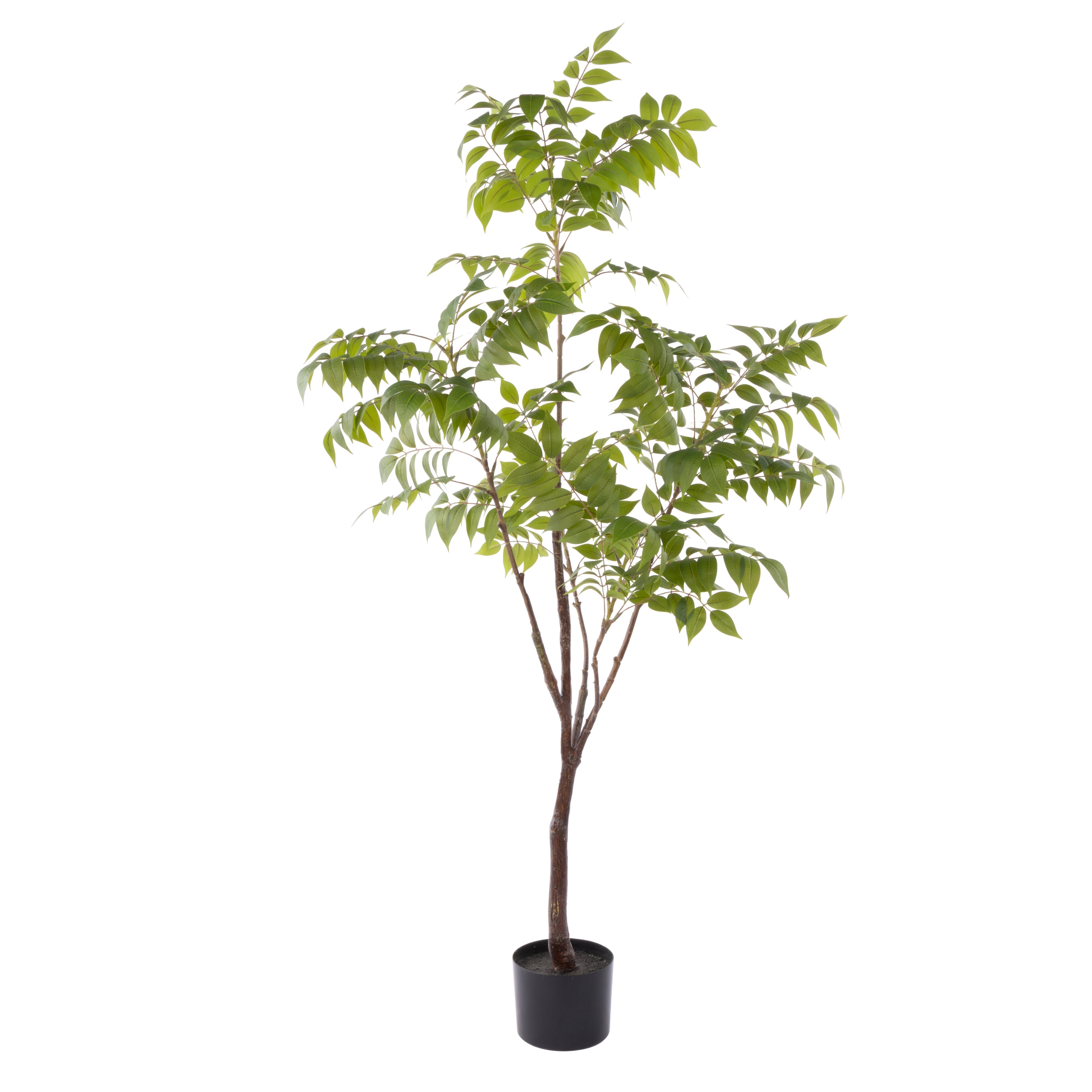 Rogue Wisteria Tree - Garden Pot 150cm