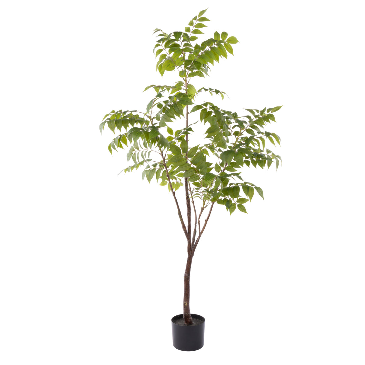 Rogue Wisteria Tree - Garden Pot 150cm
