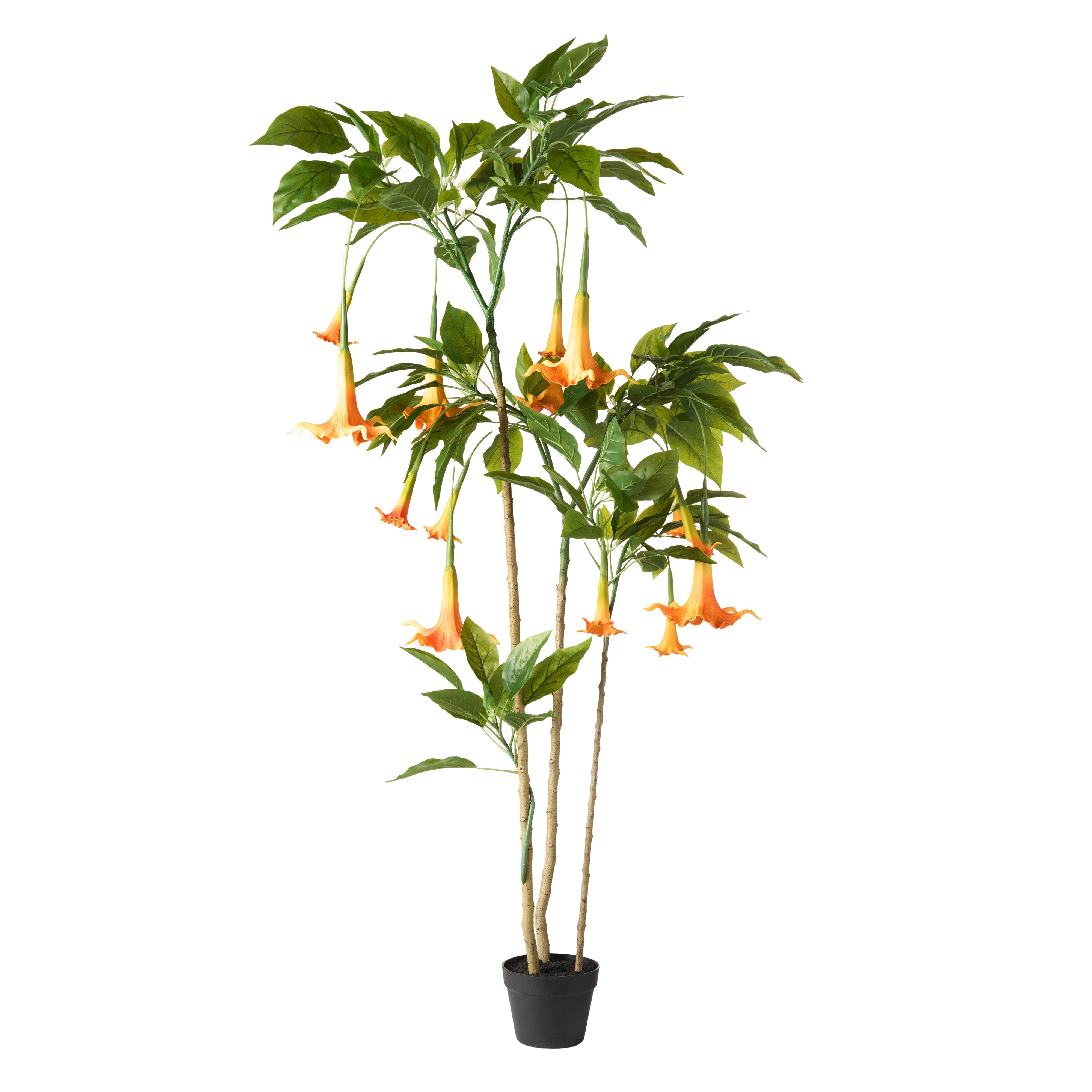 Rogue Datura Tree