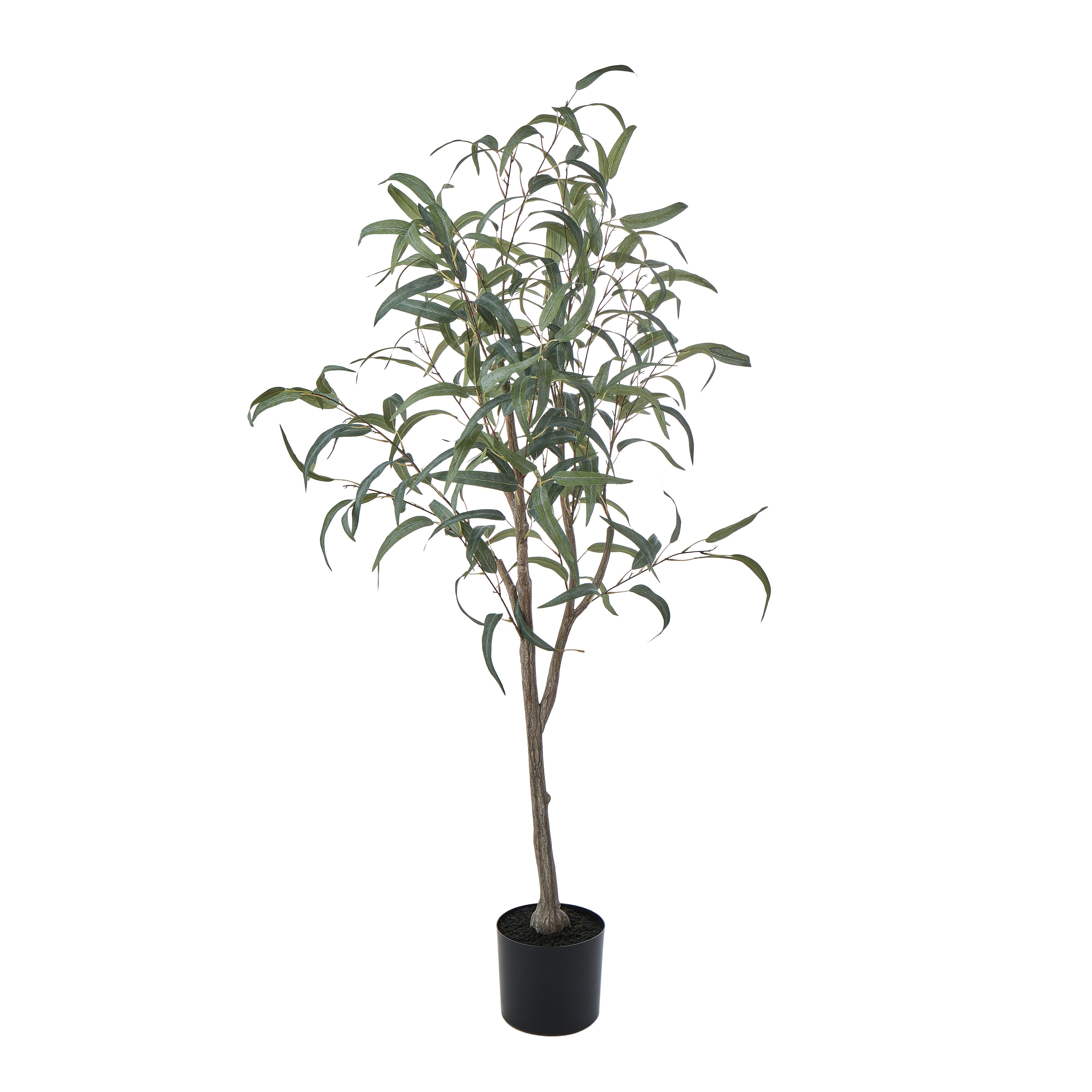 Rogue Eucalyptus Tree 150cm