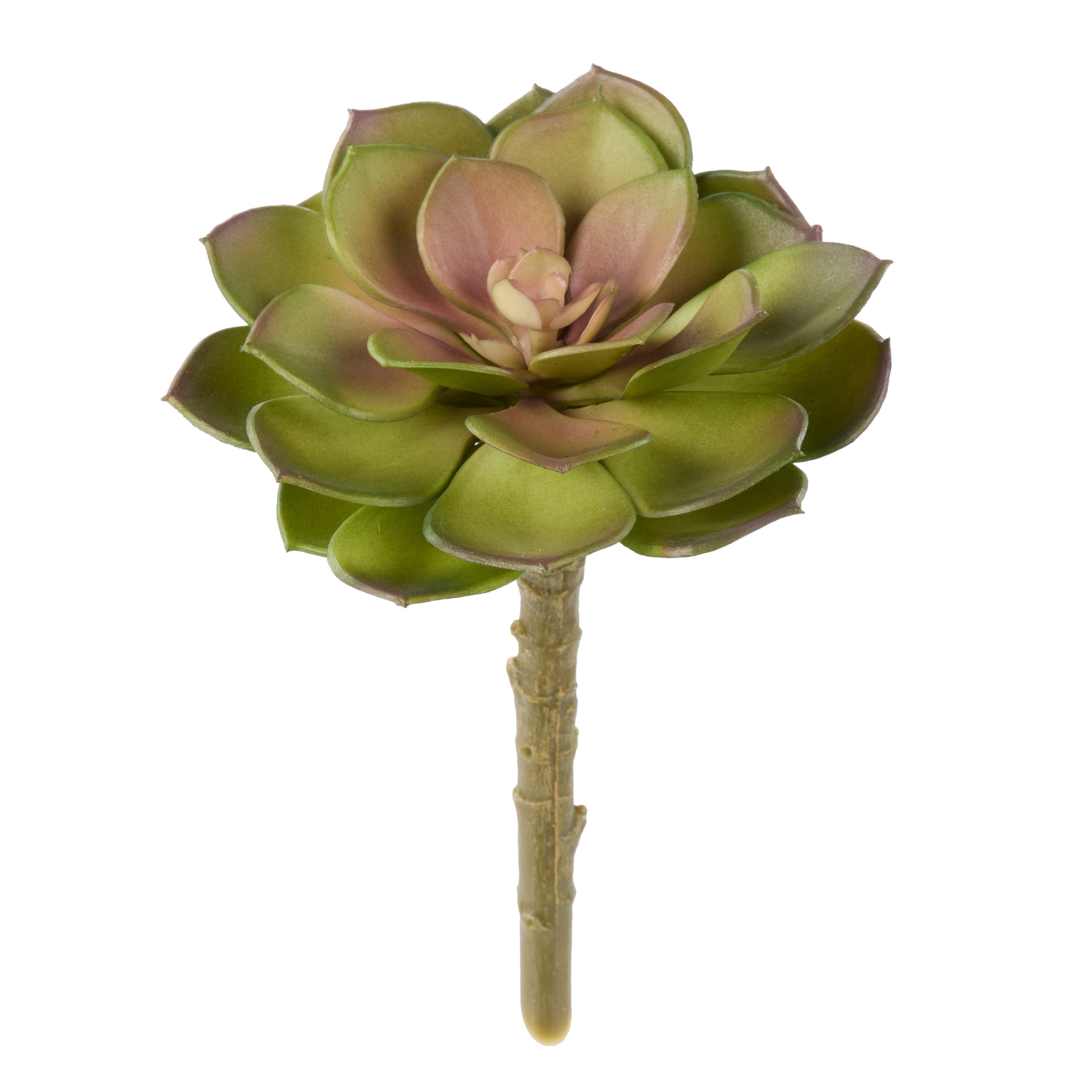 Rogue Flat Echeveria