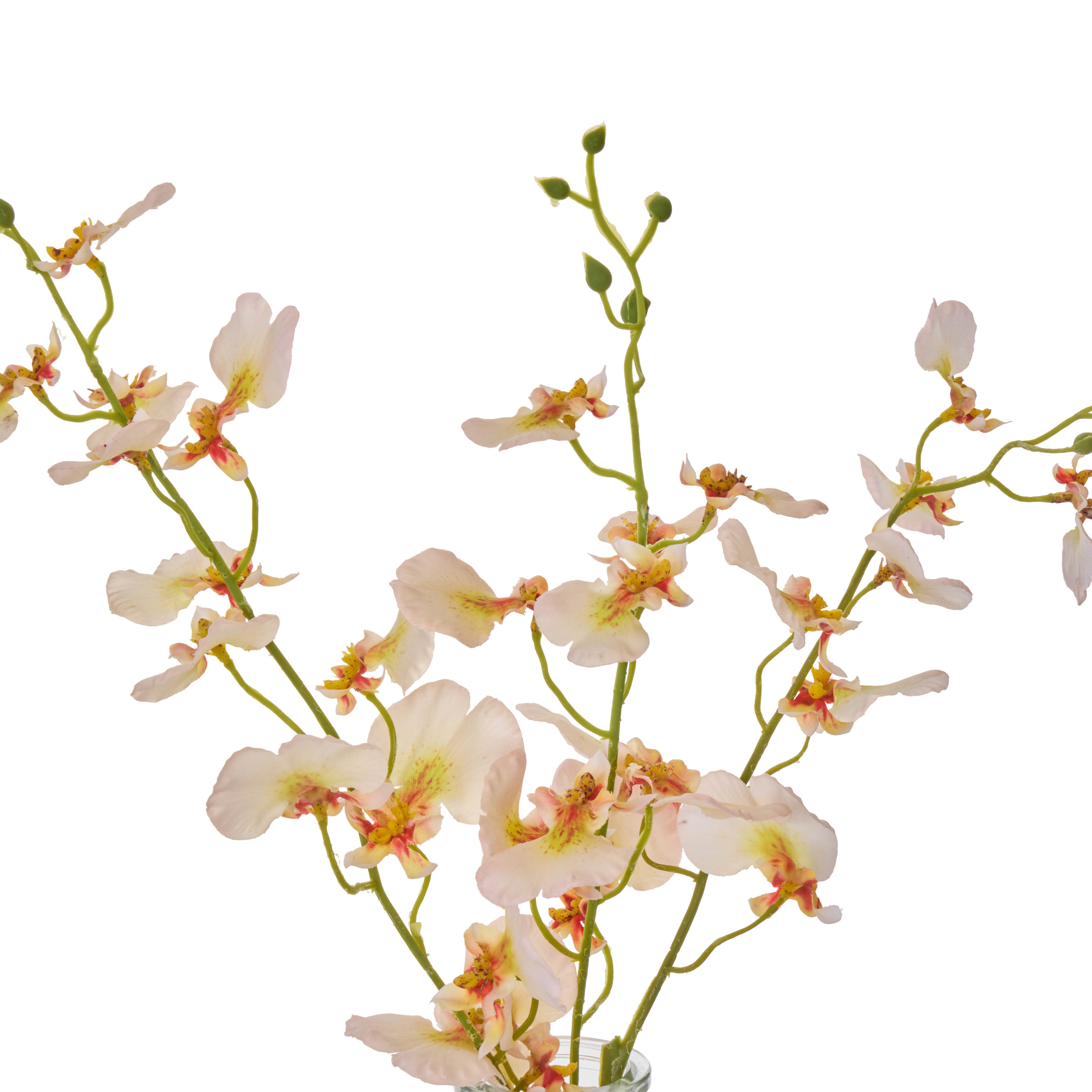 Rogue Dancing Orchid - Specimen Cream