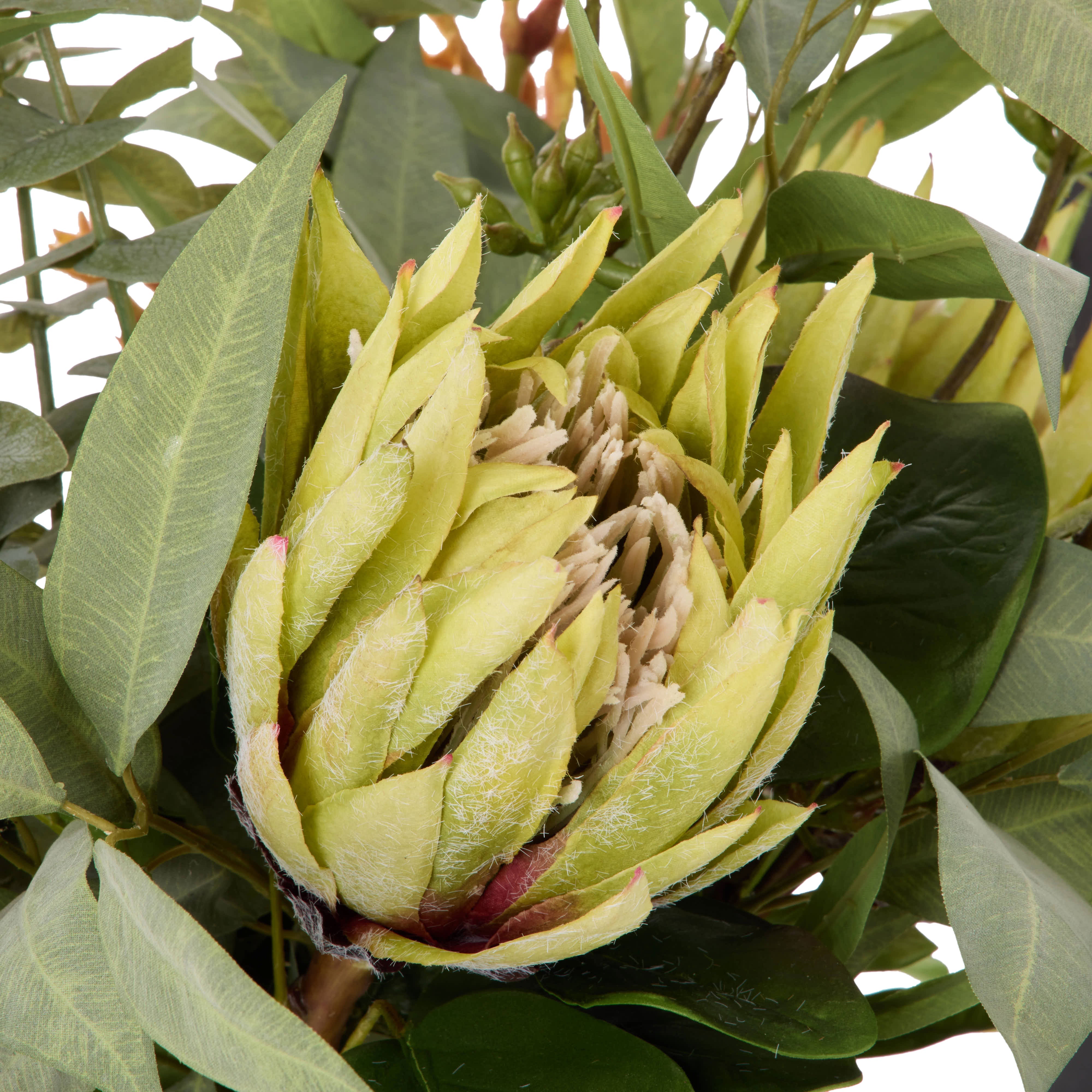 Rogue Protea Kangaroo Paw - Claire Green & Orange 68cm
