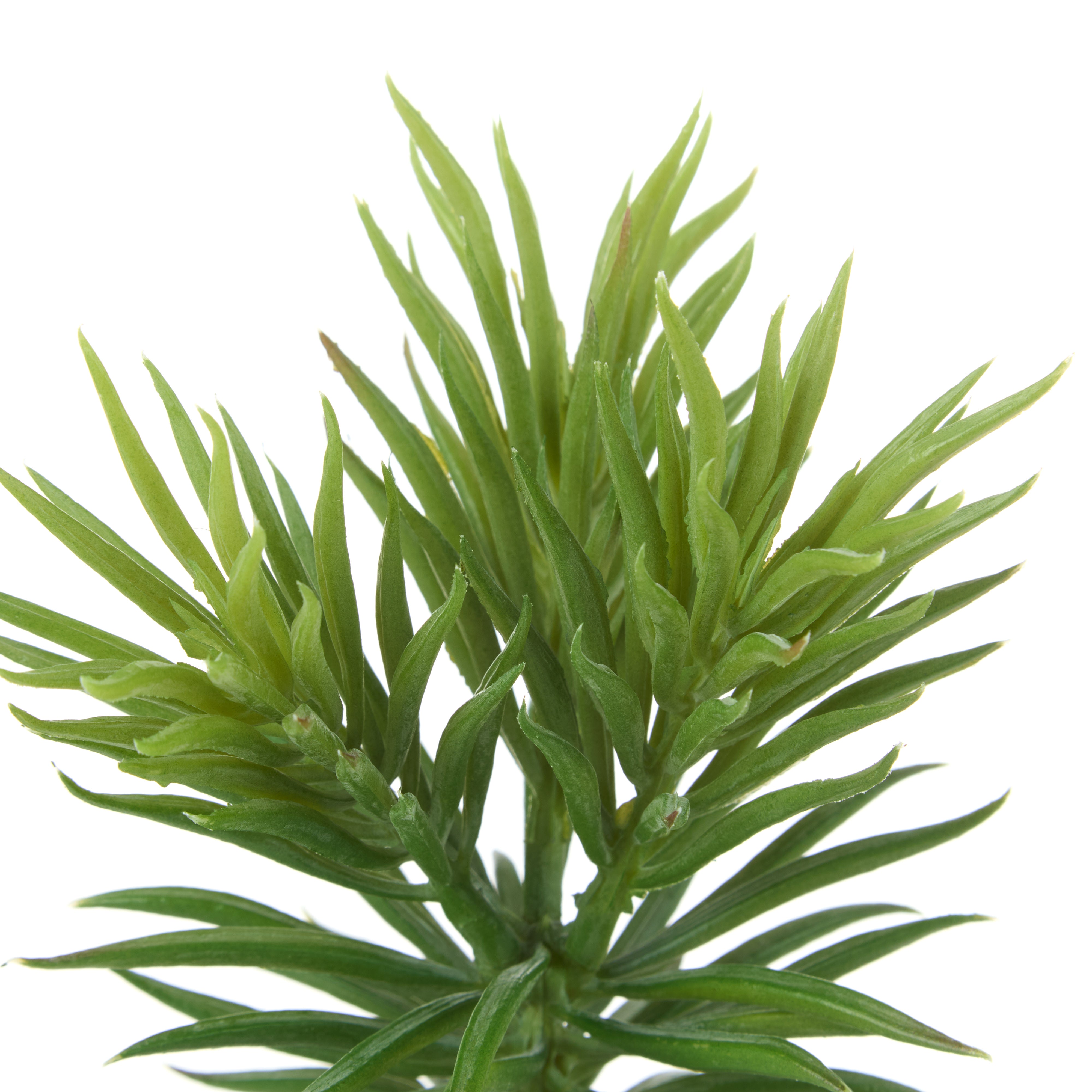 Rogue Mini Pine Tree