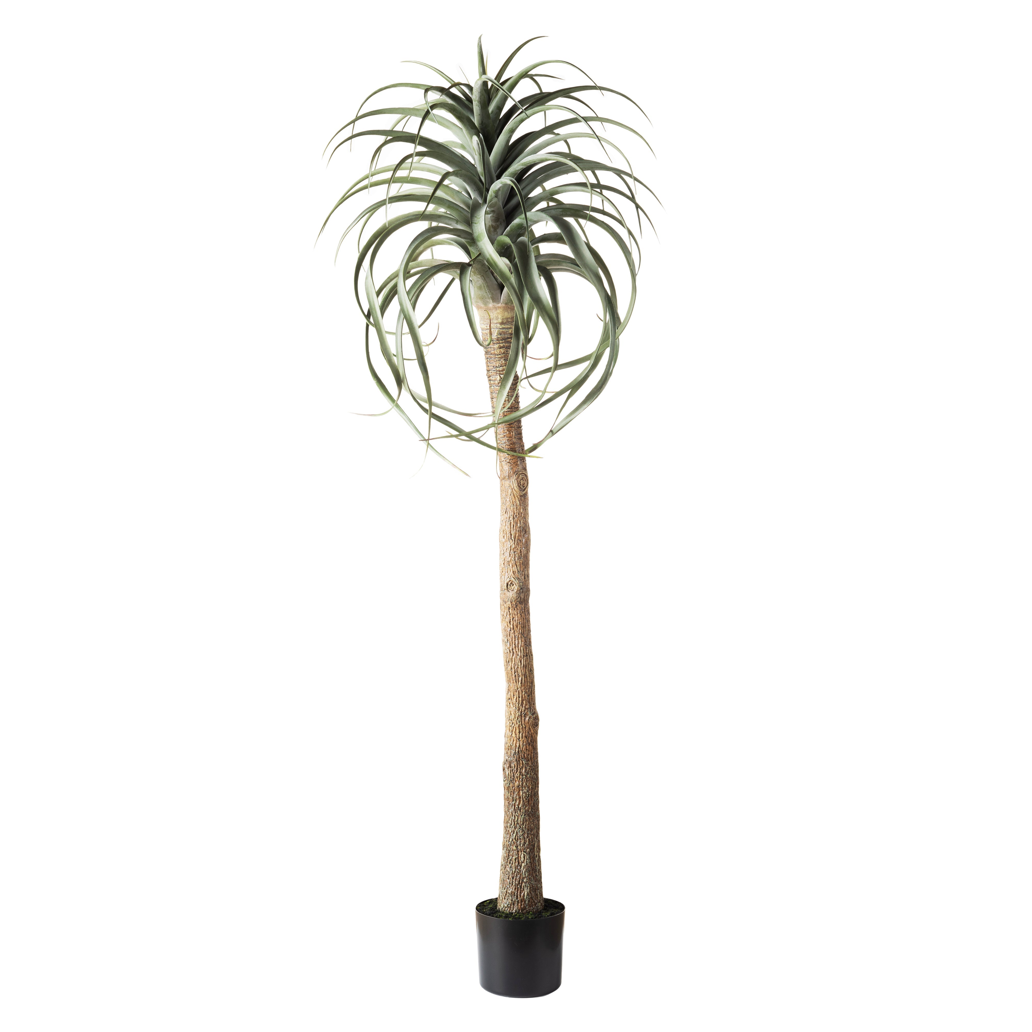 Rogue Aloe Tree 183x64x64cm