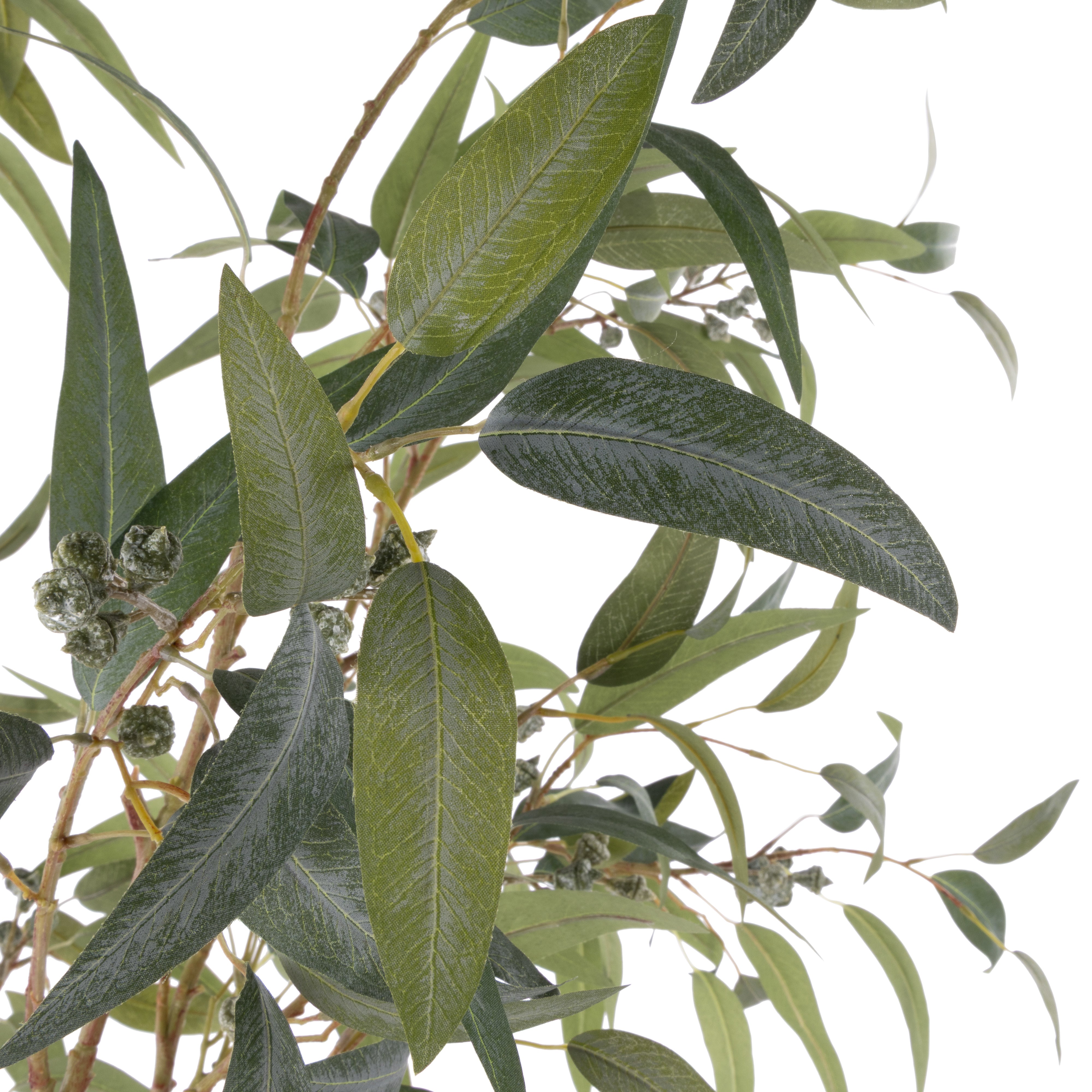 Rogue Eucalyptus Gumnut Tree - Garden Pot 200cm