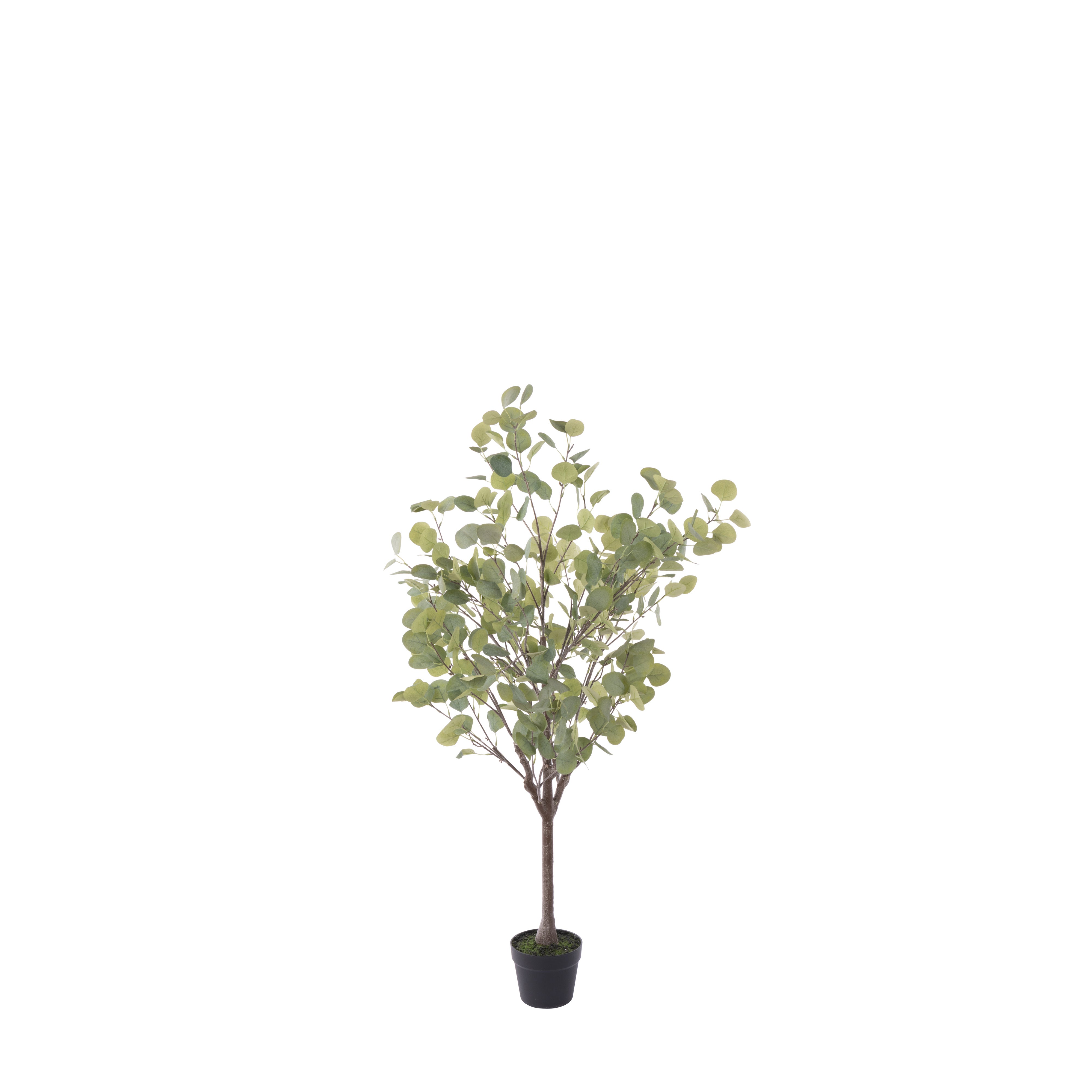 Rogue Eucalyptus Tree - Garden Pot 130cm
