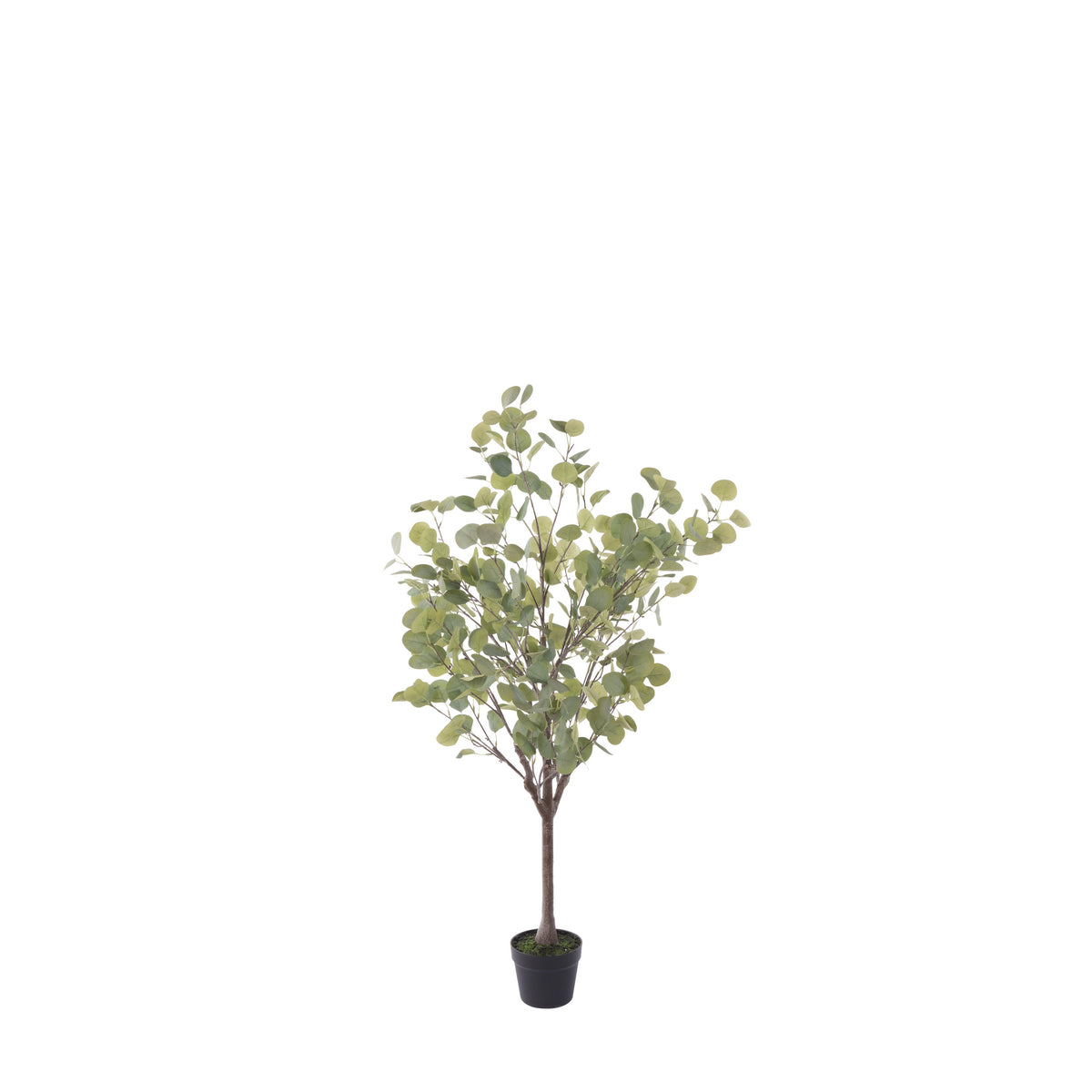 Rogue Eucalyptus Tree - Garden Pot 130cm