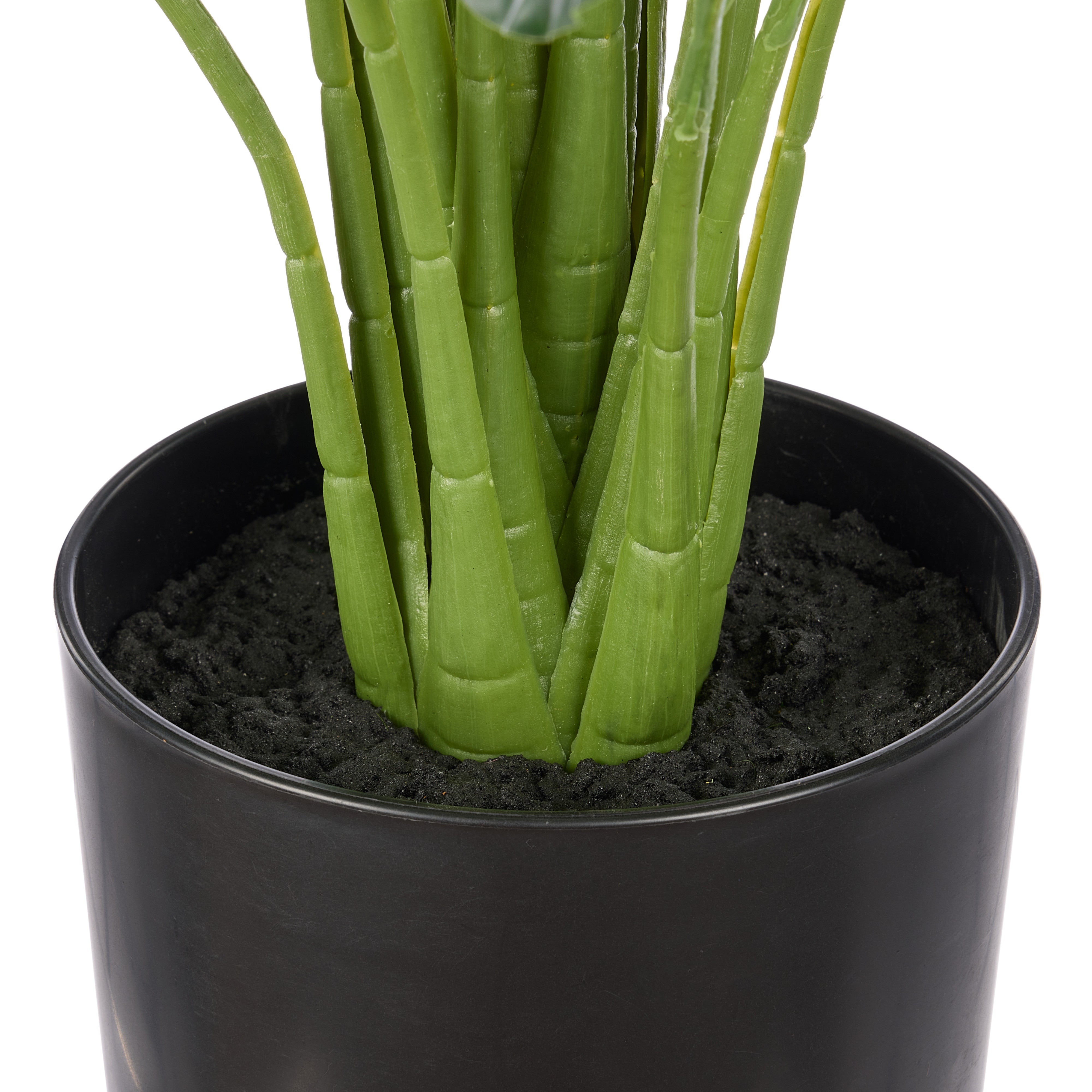 Rogue Peace Lily - Garden Pot 95cm