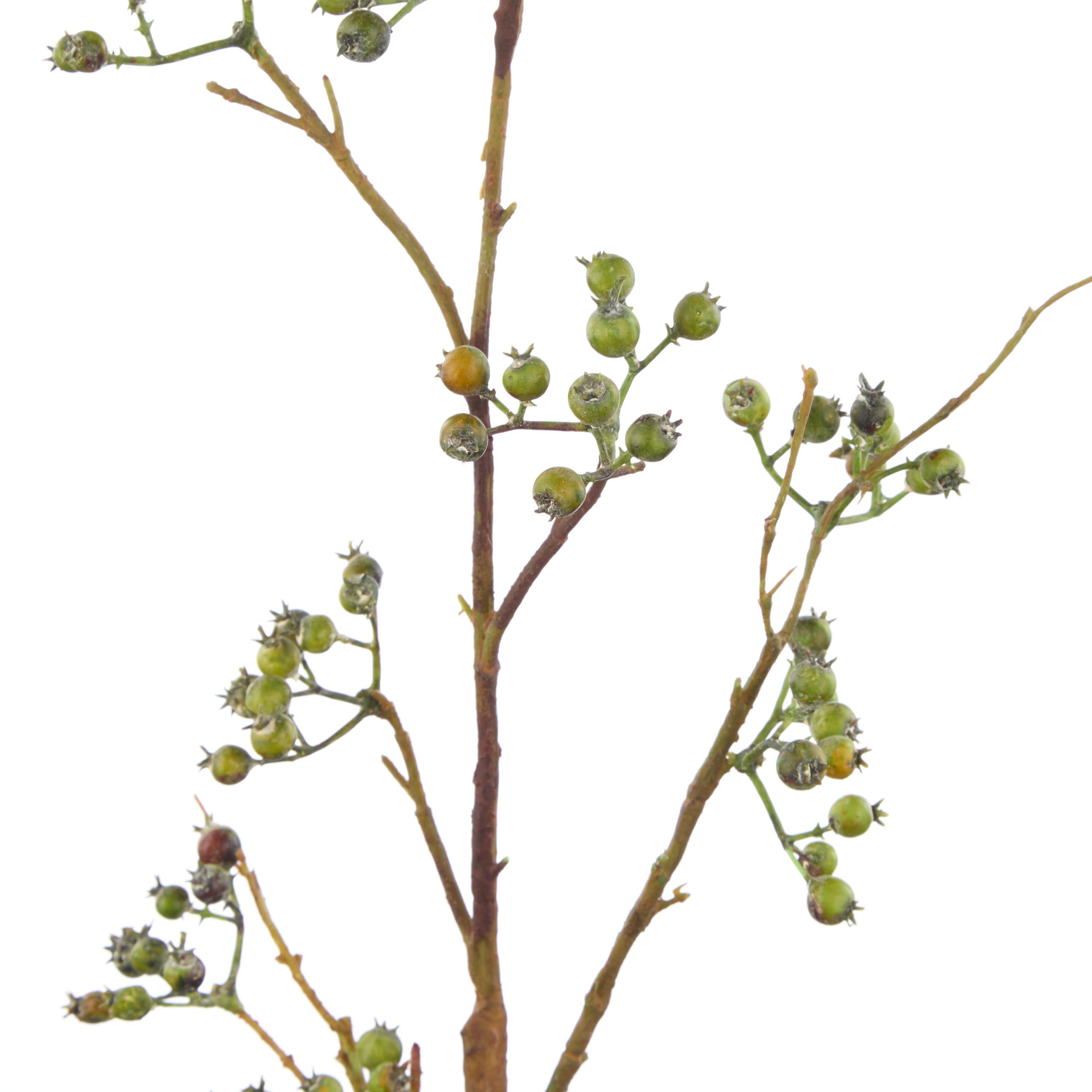 Rogue Green Berries Spray