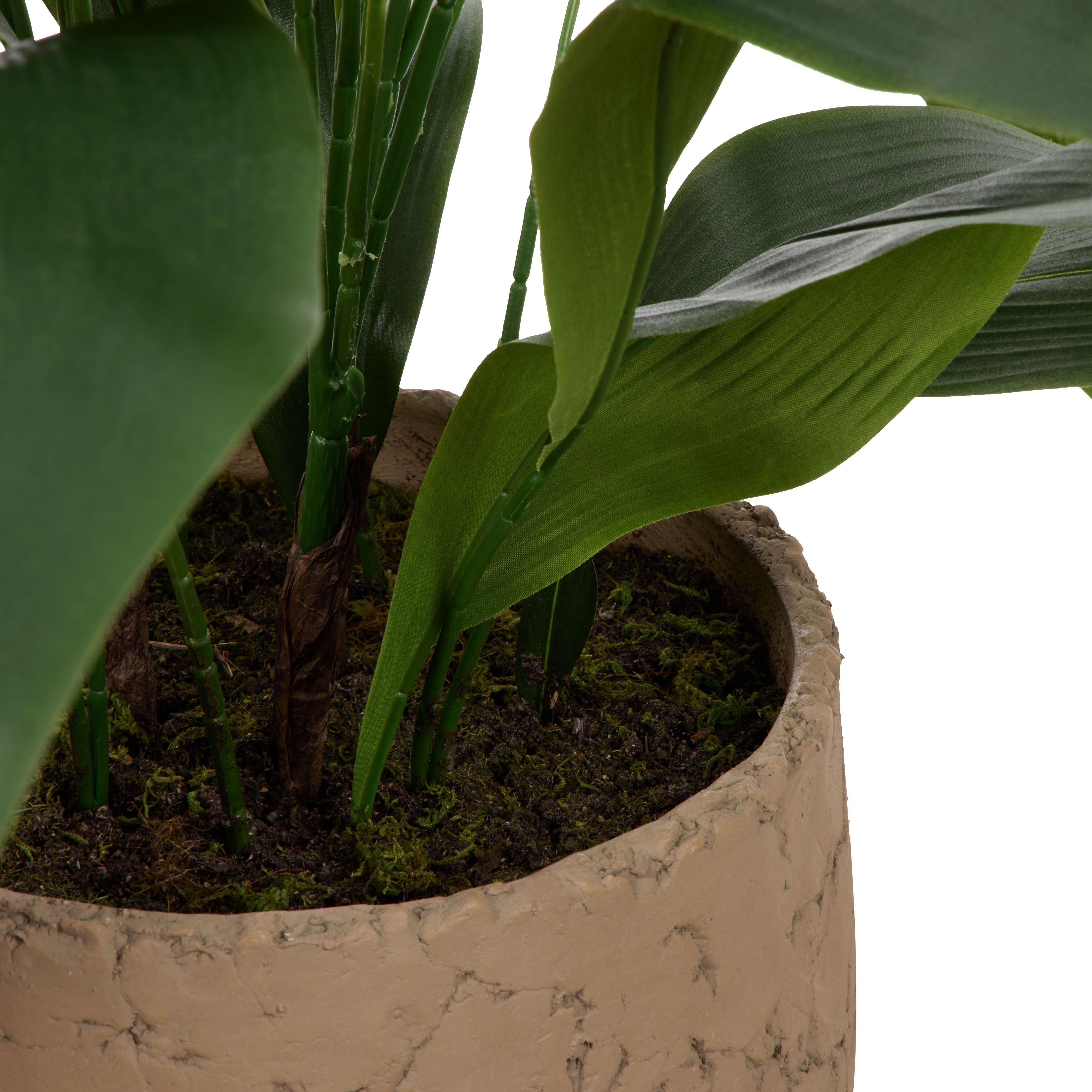 Rogue Cast Iron Plant - Oliver UV 98cm