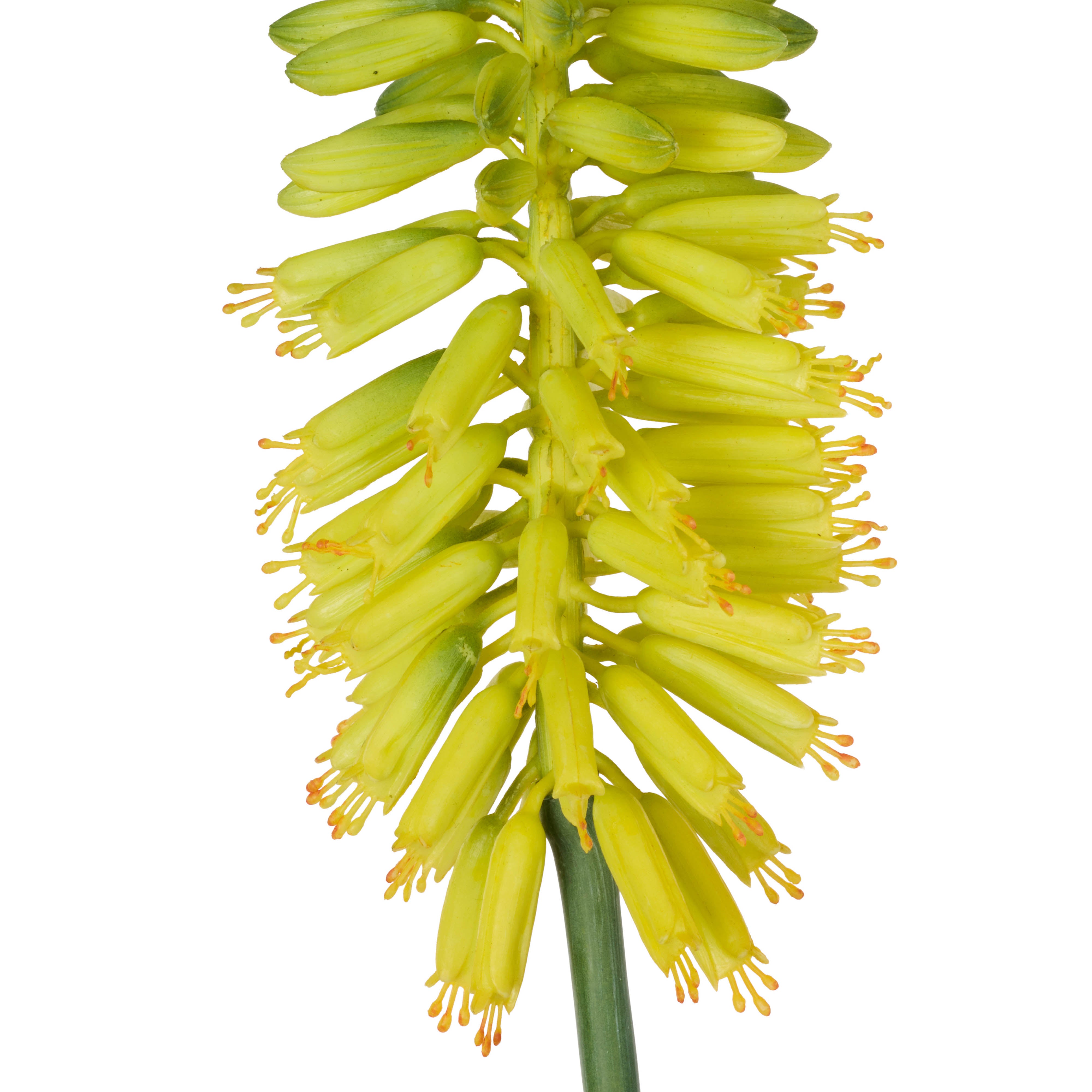 Rogue Torch Lily Stem