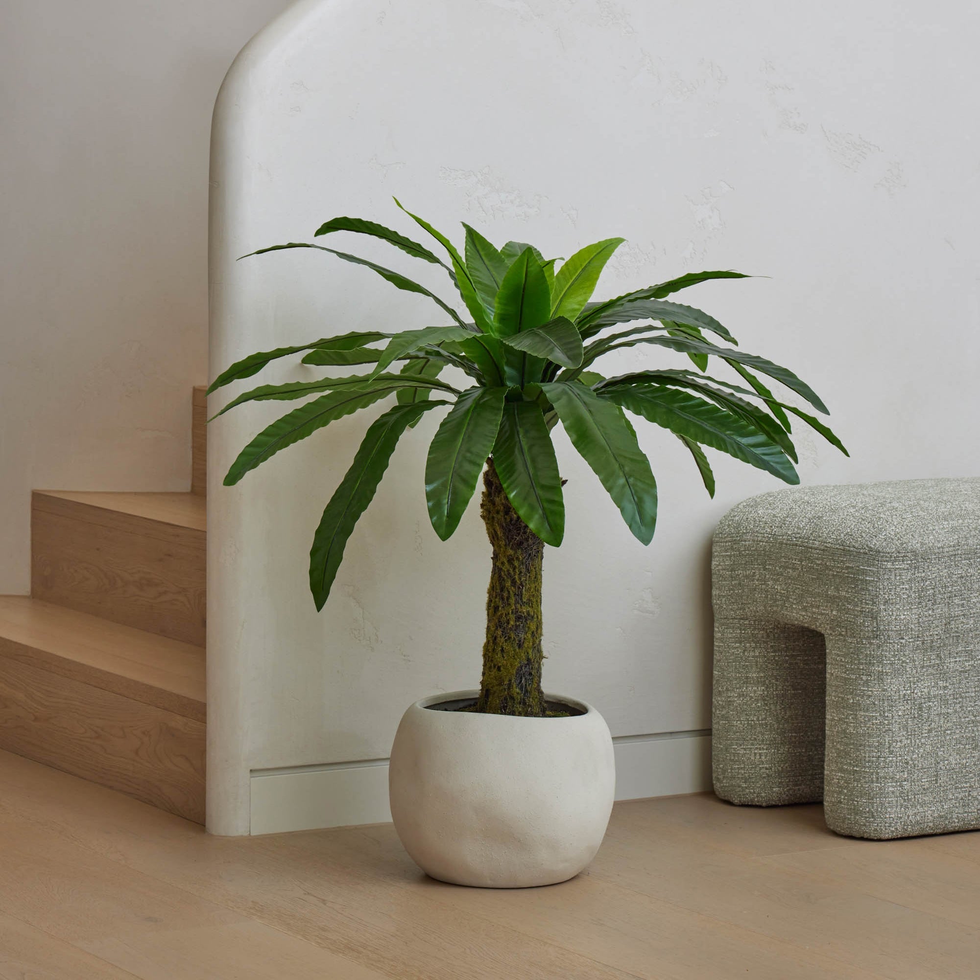Rogue Bird's Nest Fern - Lyon UV 90cm