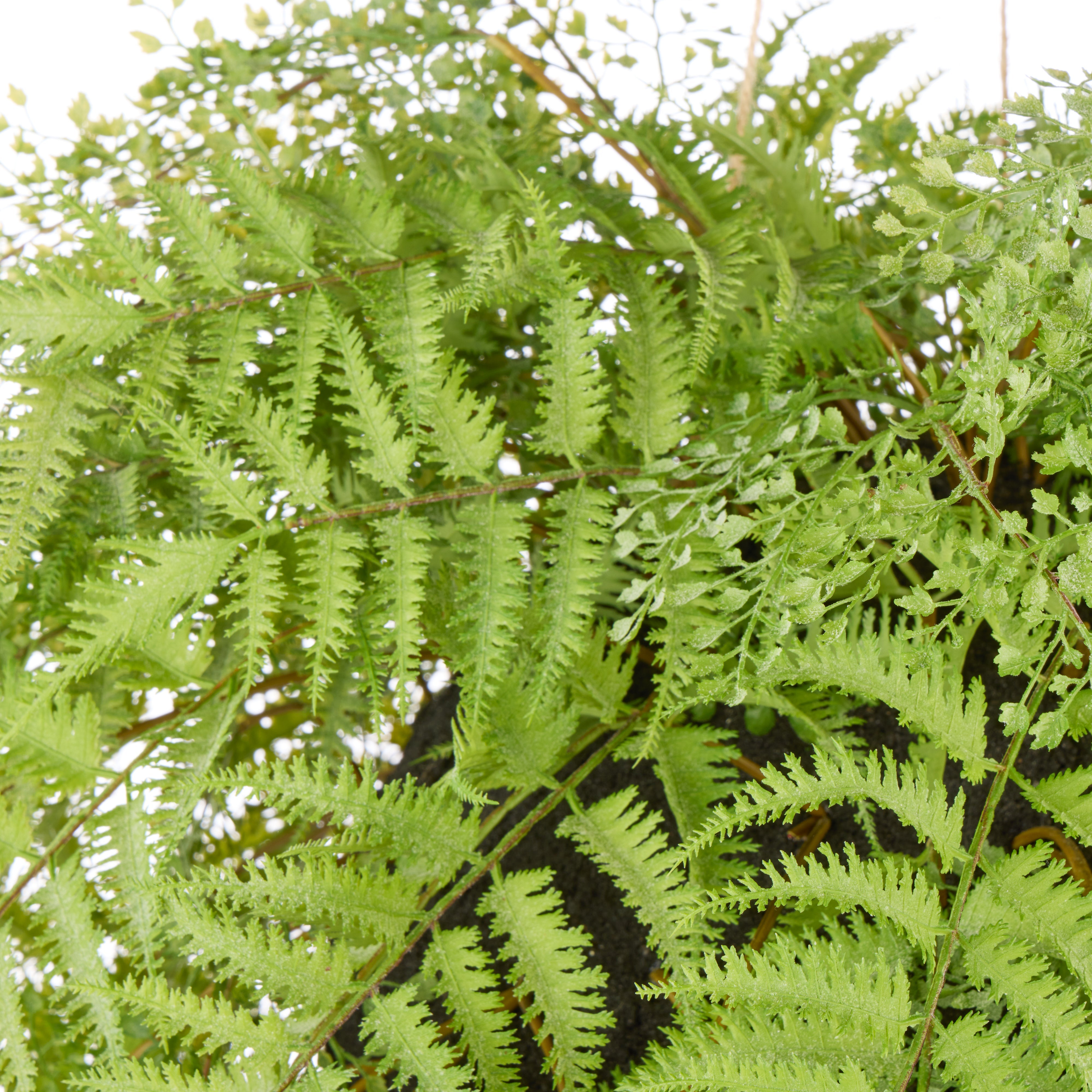 Rogue Gardening Hanging