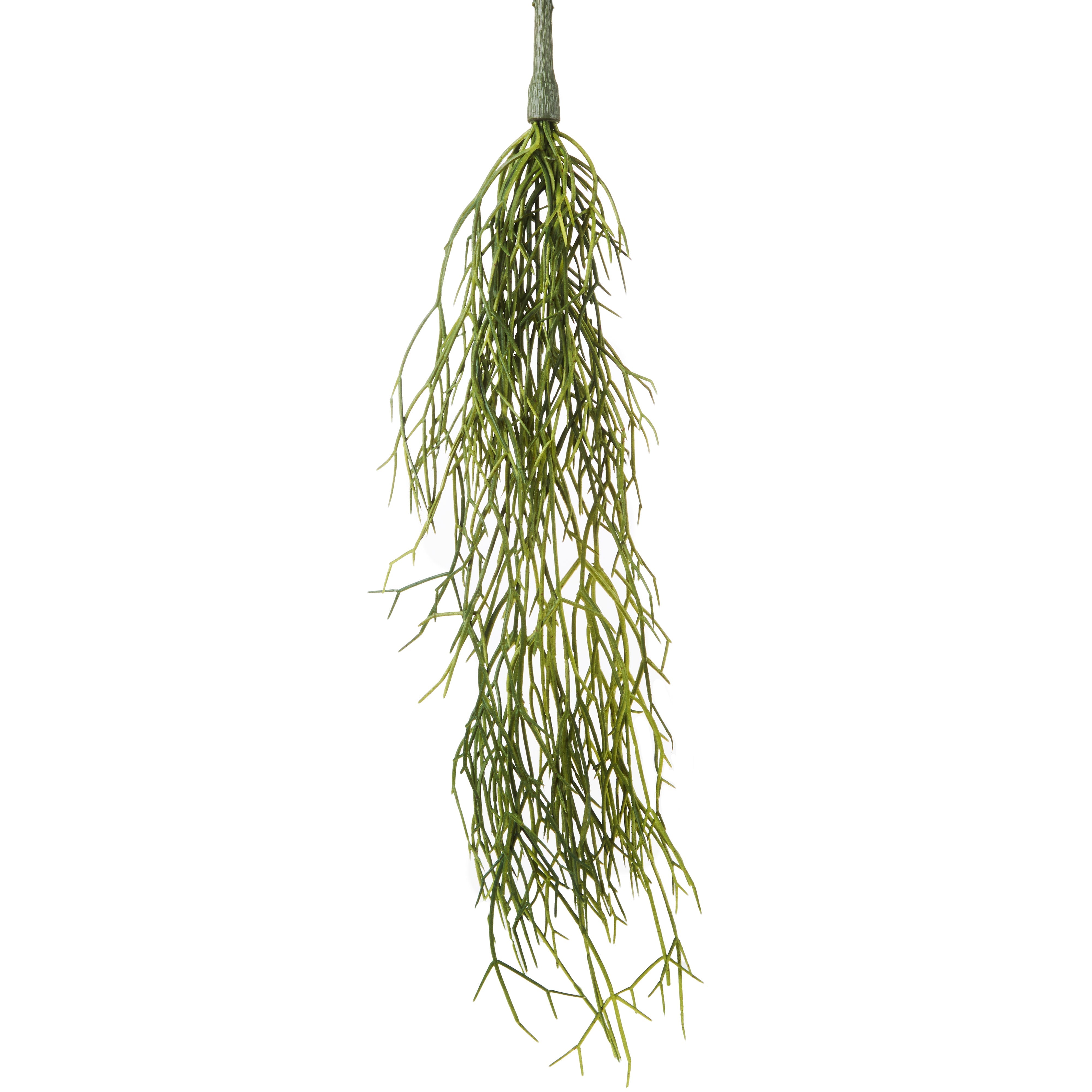 Rogue Mistletoe Cactus Hanging